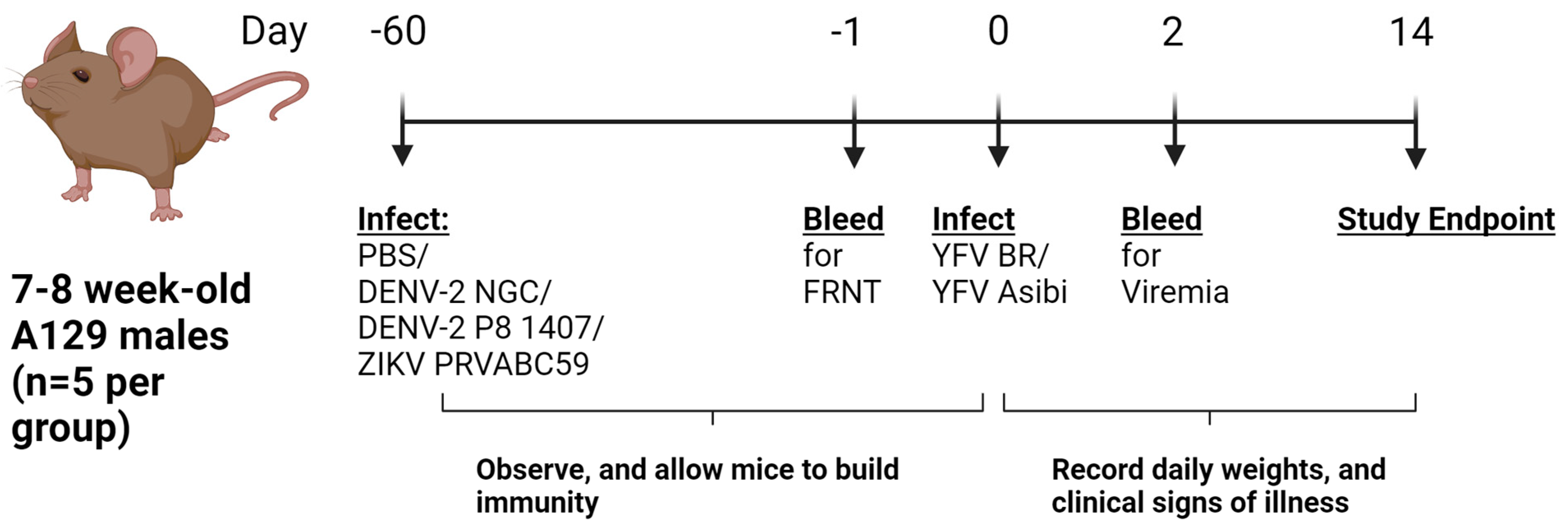 Viruses 16 00836 g001