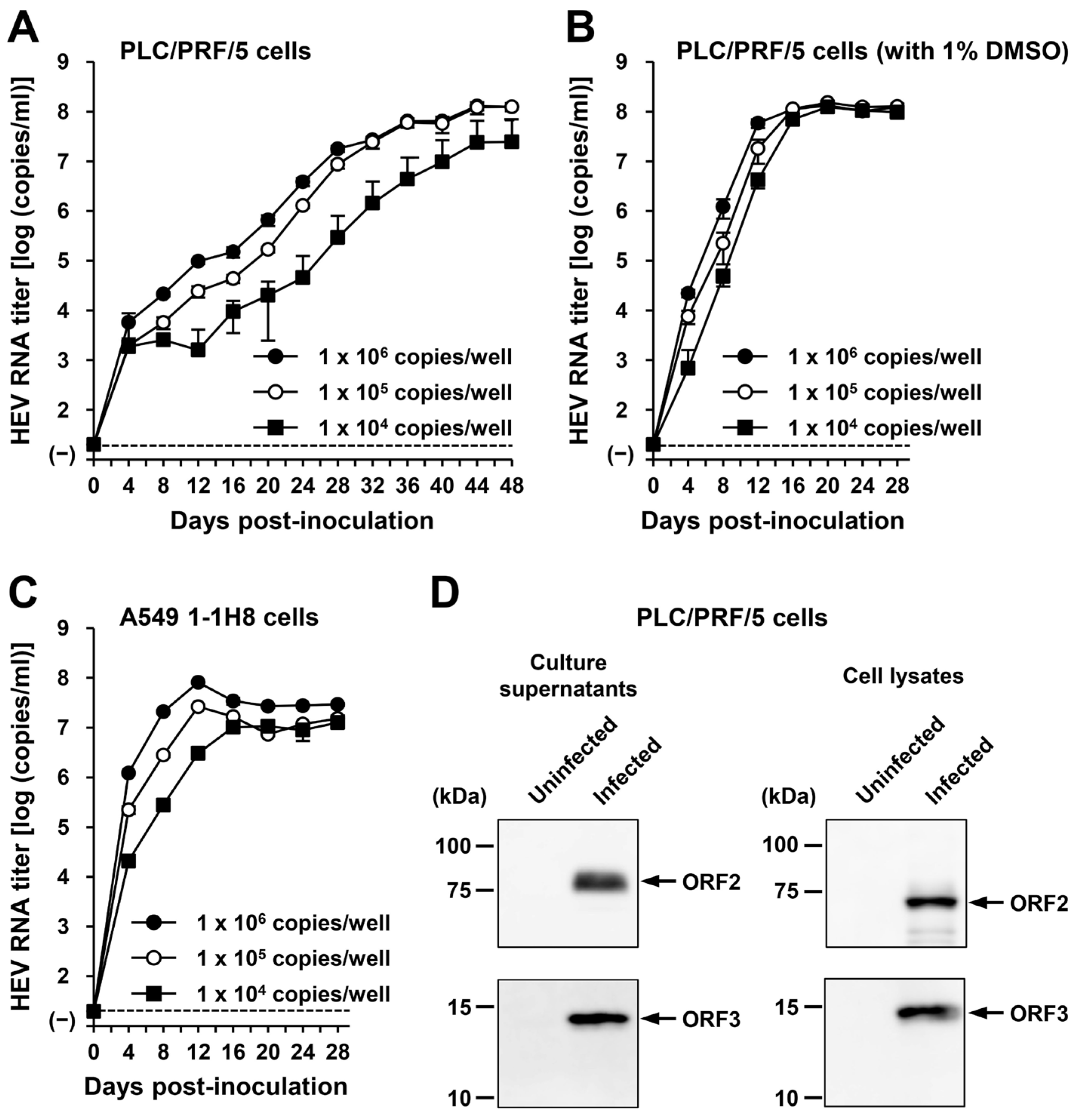 Viruses 16 00842 g006