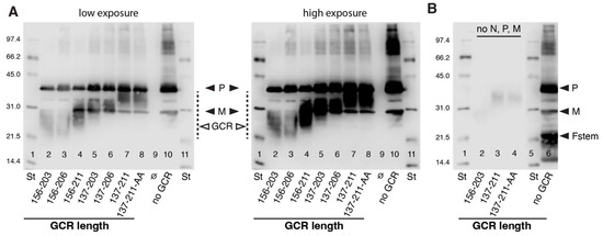 Viruses 16 00843 g002