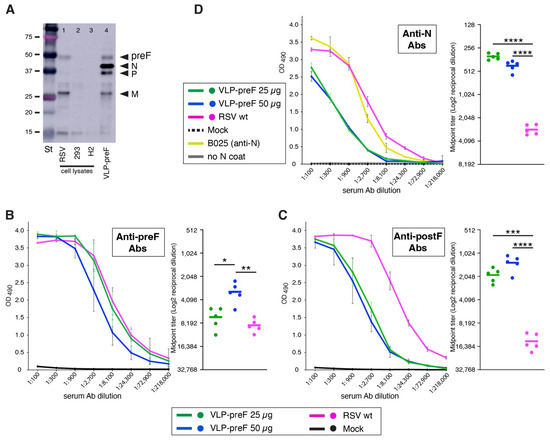 Viruses 16 00843 g006