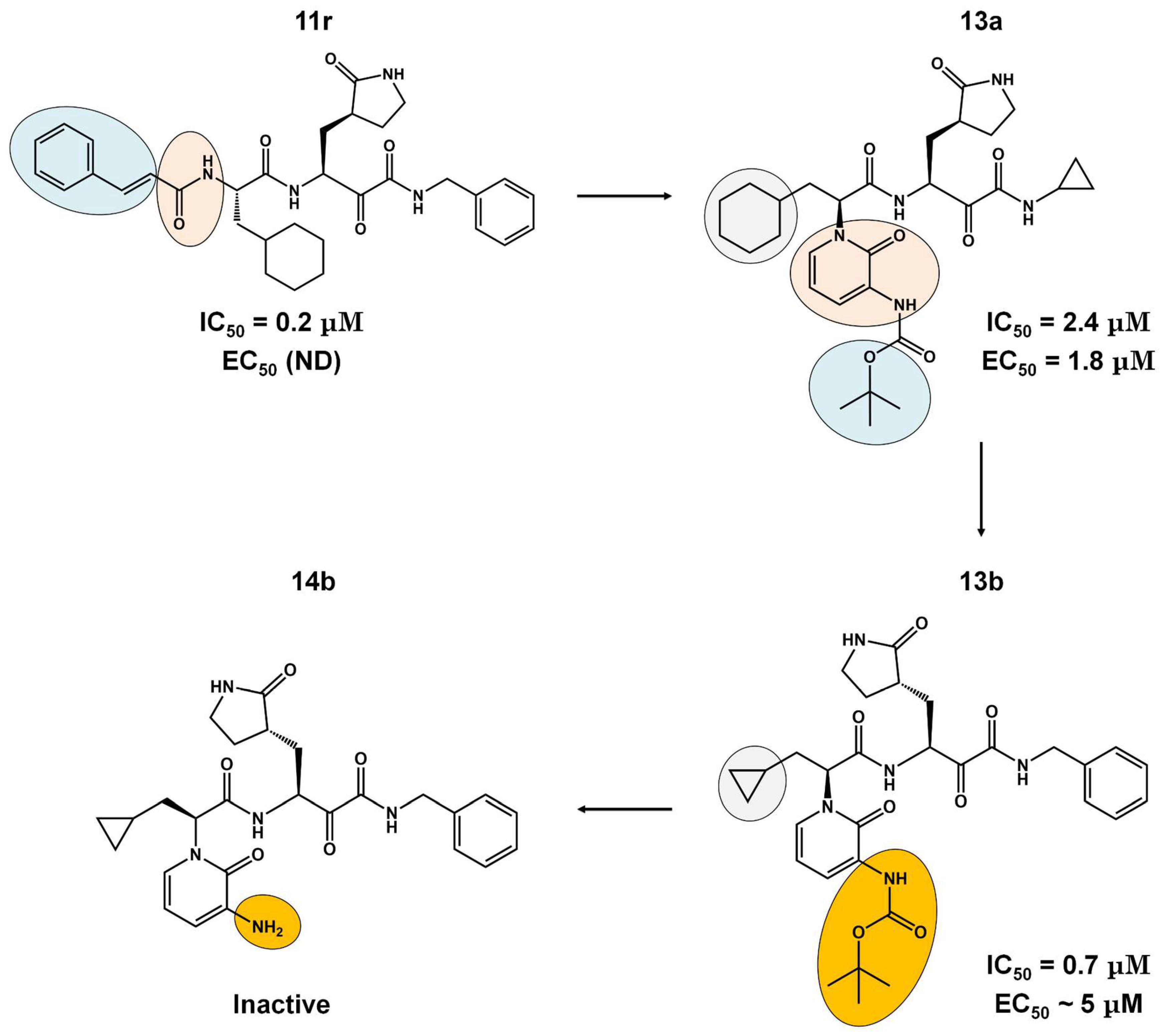 Viruses 16 00844 g004