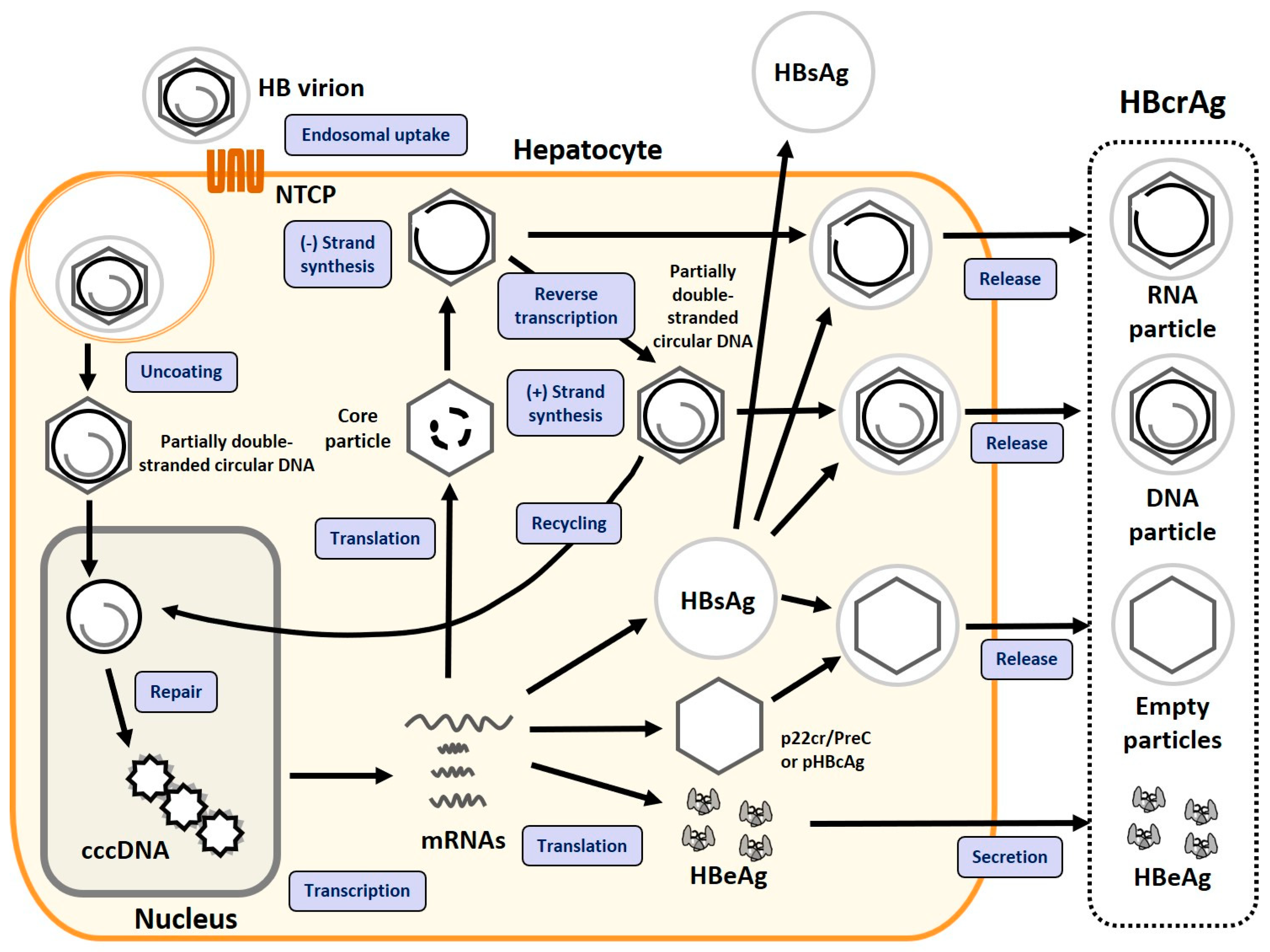 Viruses 16 00848 g001