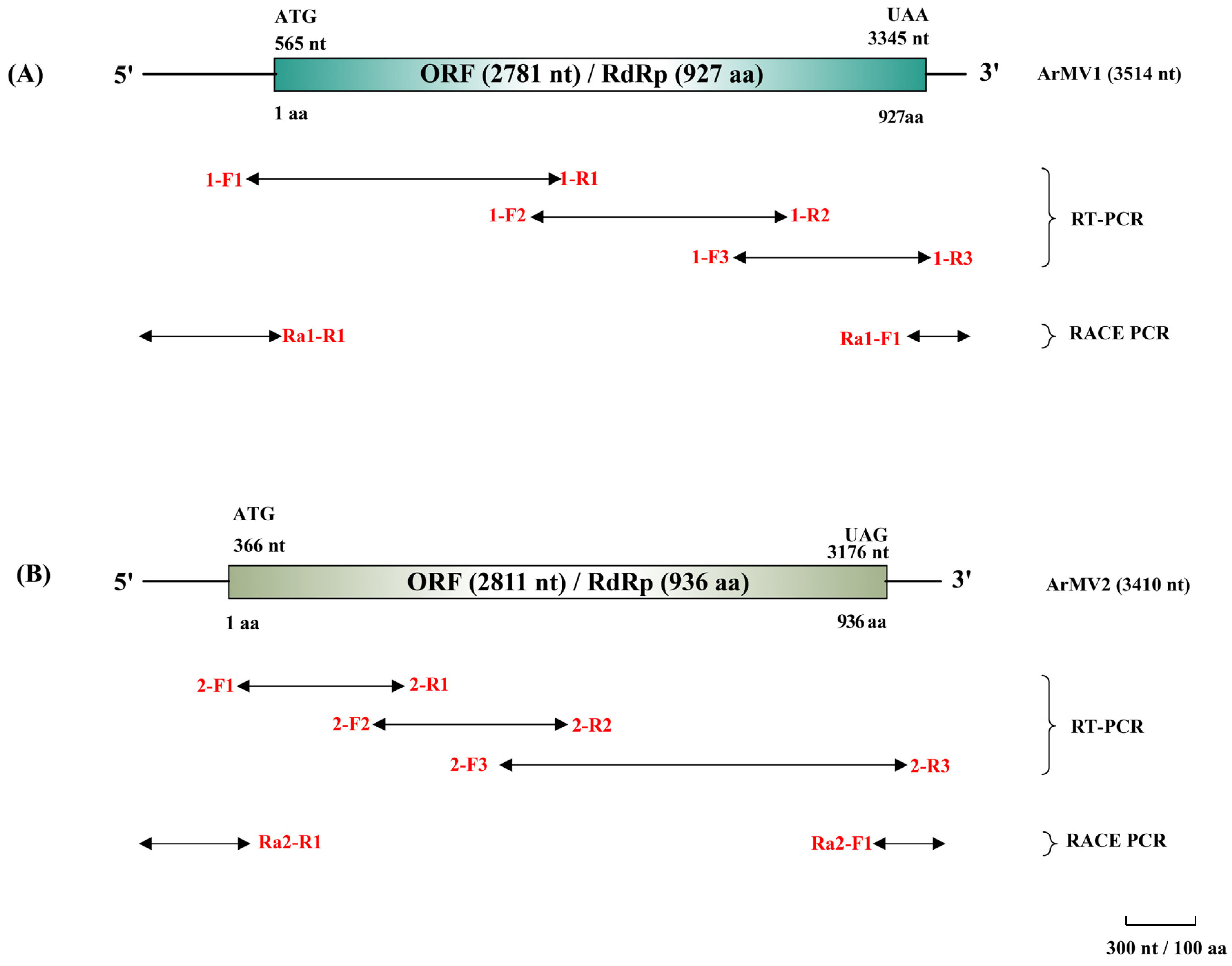 Viruses 16 00854 g001