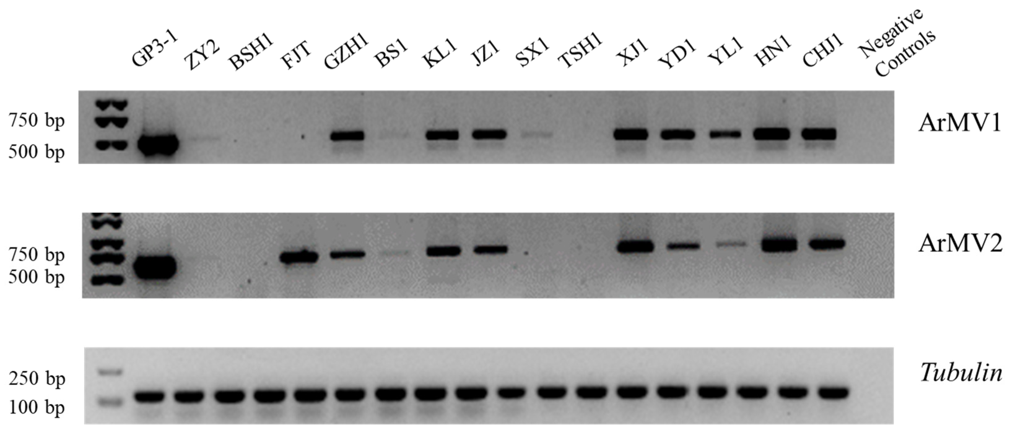 Viruses 16 00854 g005