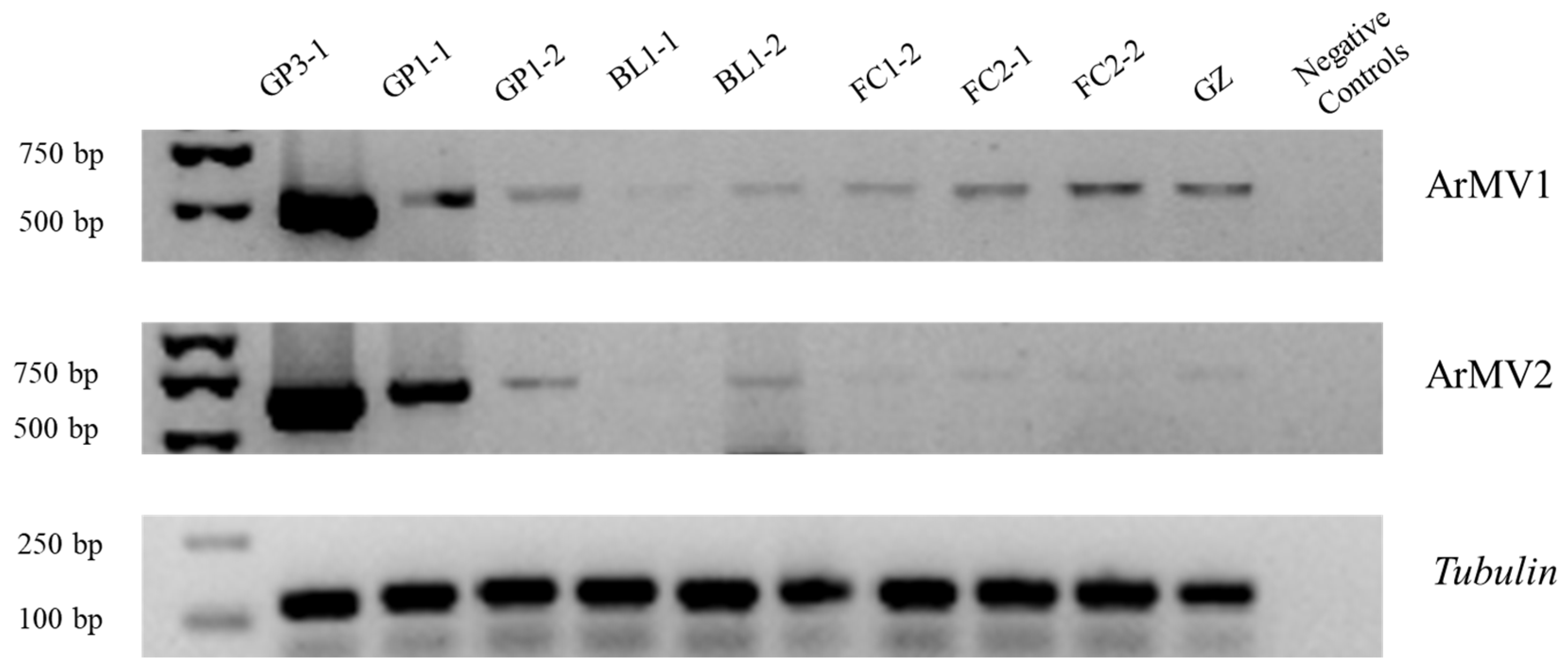 Viruses 16 00854 g006