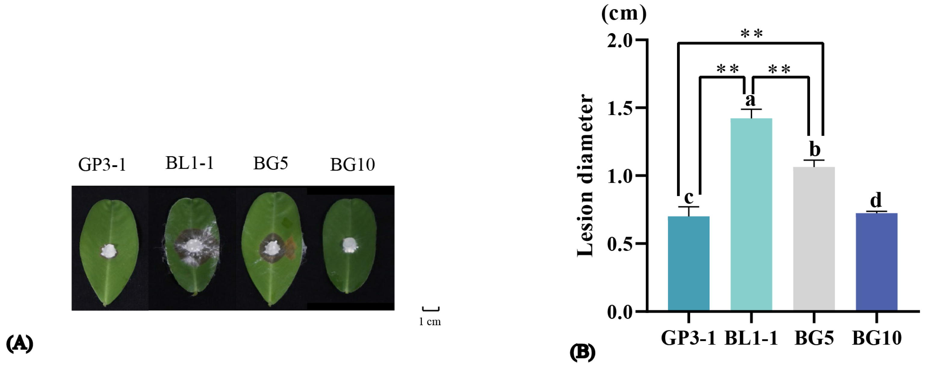 Viruses 16 00854 g008
