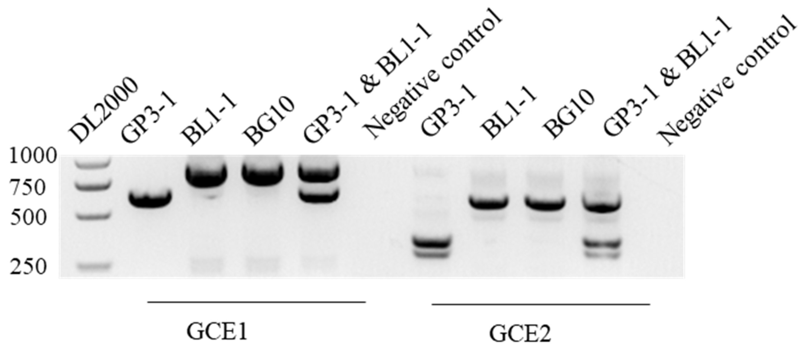 Viruses 16 00854 g009
