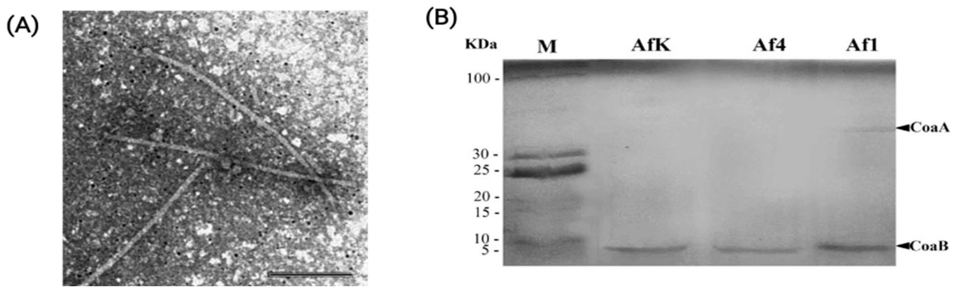 Viruses 16 00857 g004
