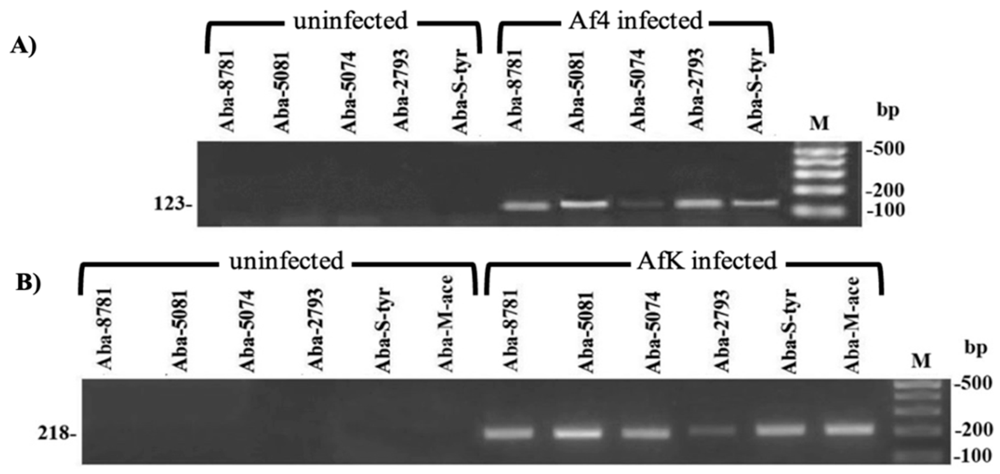 Viruses 16 00857 g006