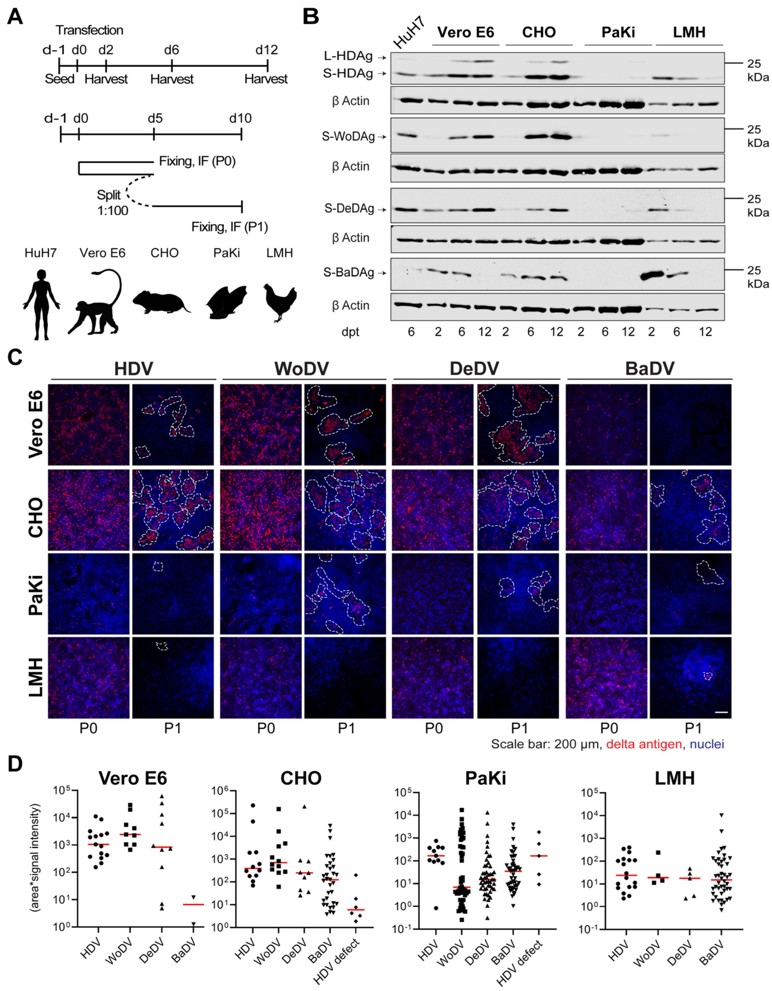 Viruses 16 00859 g003