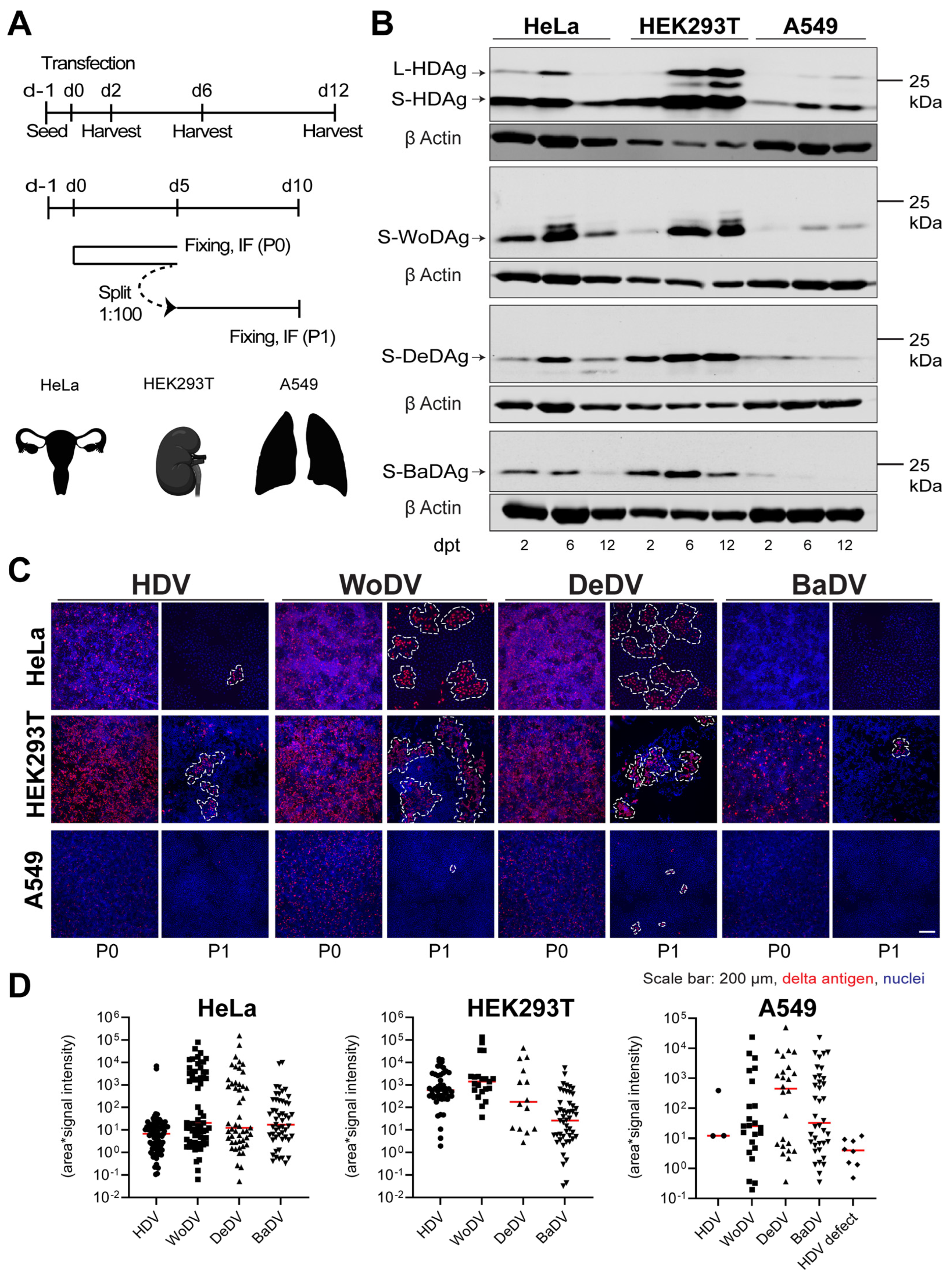 Viruses 16 00859 g004