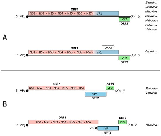 Viruses 16 00866 g002