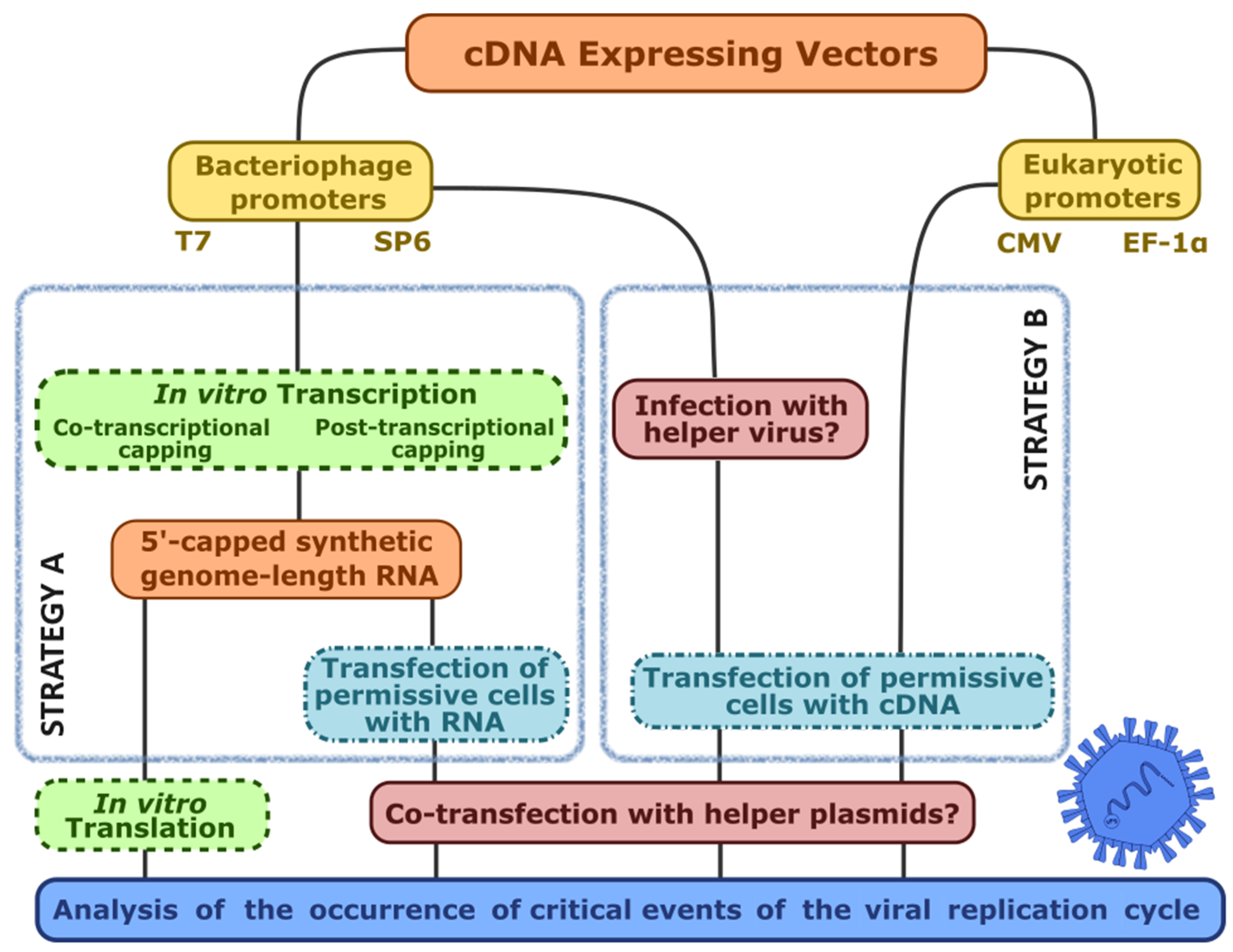 Viruses 16 00866 g004 Viruses 16 00866 g004
