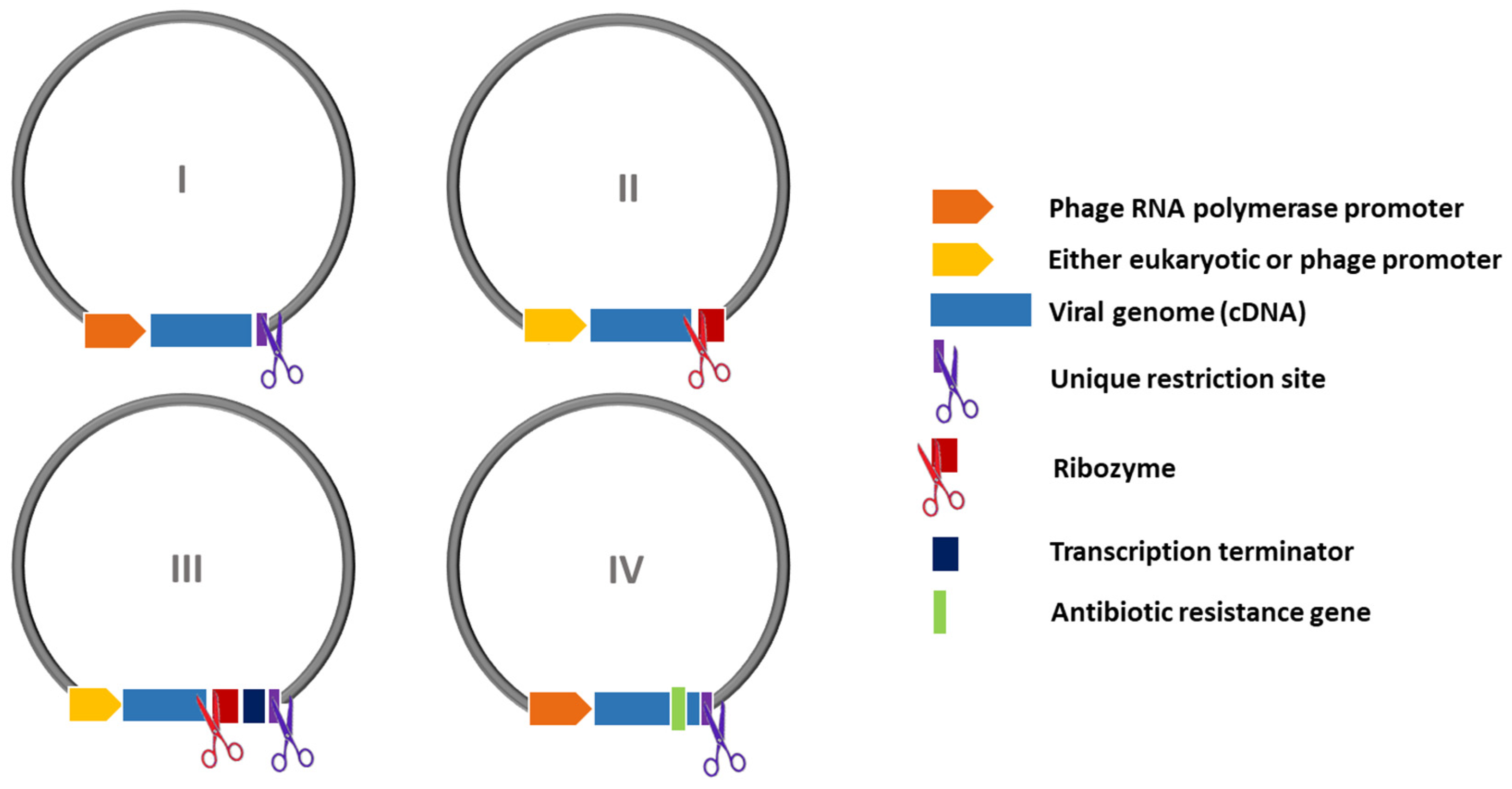 Viruses 16 00866 g006 Viruses 16 00866 g006