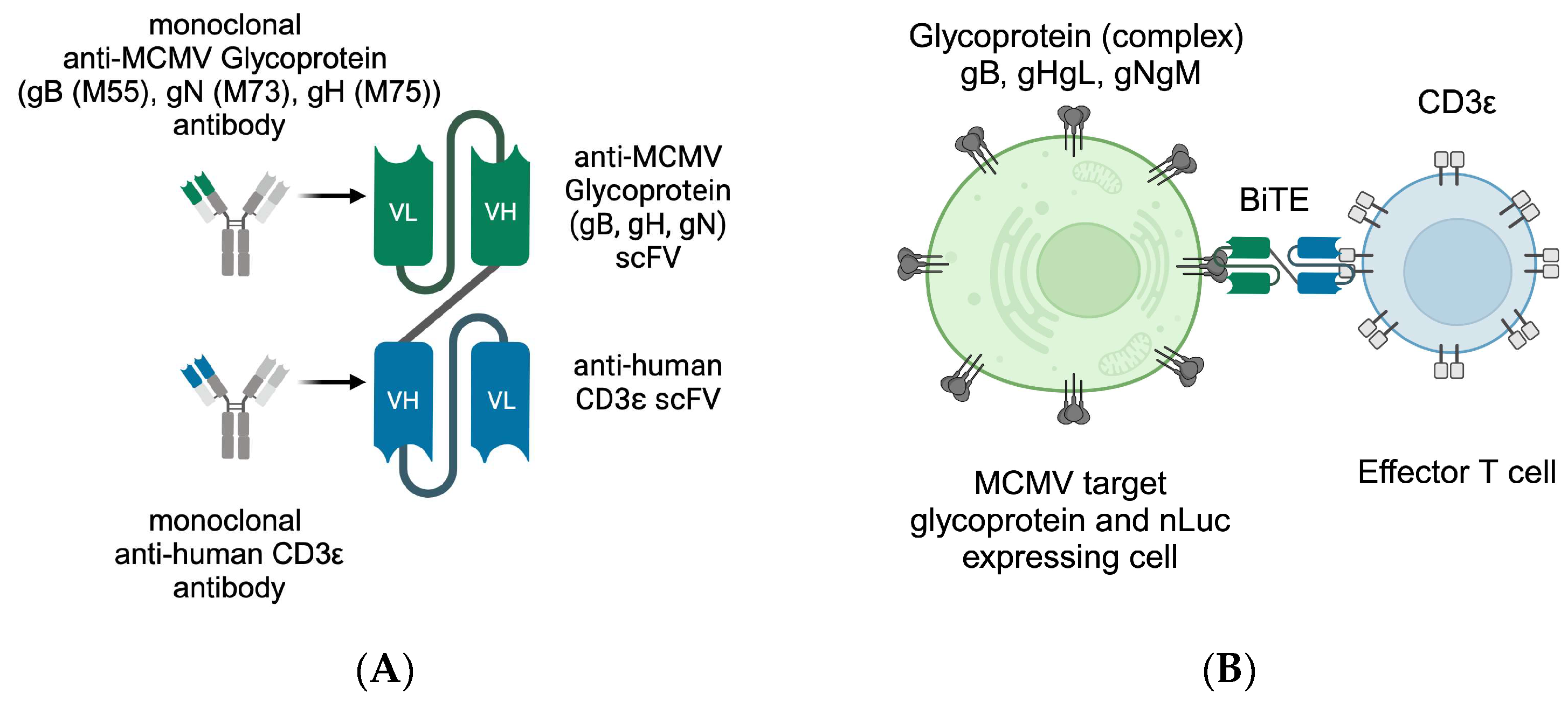 Viruses 16 00869 g001