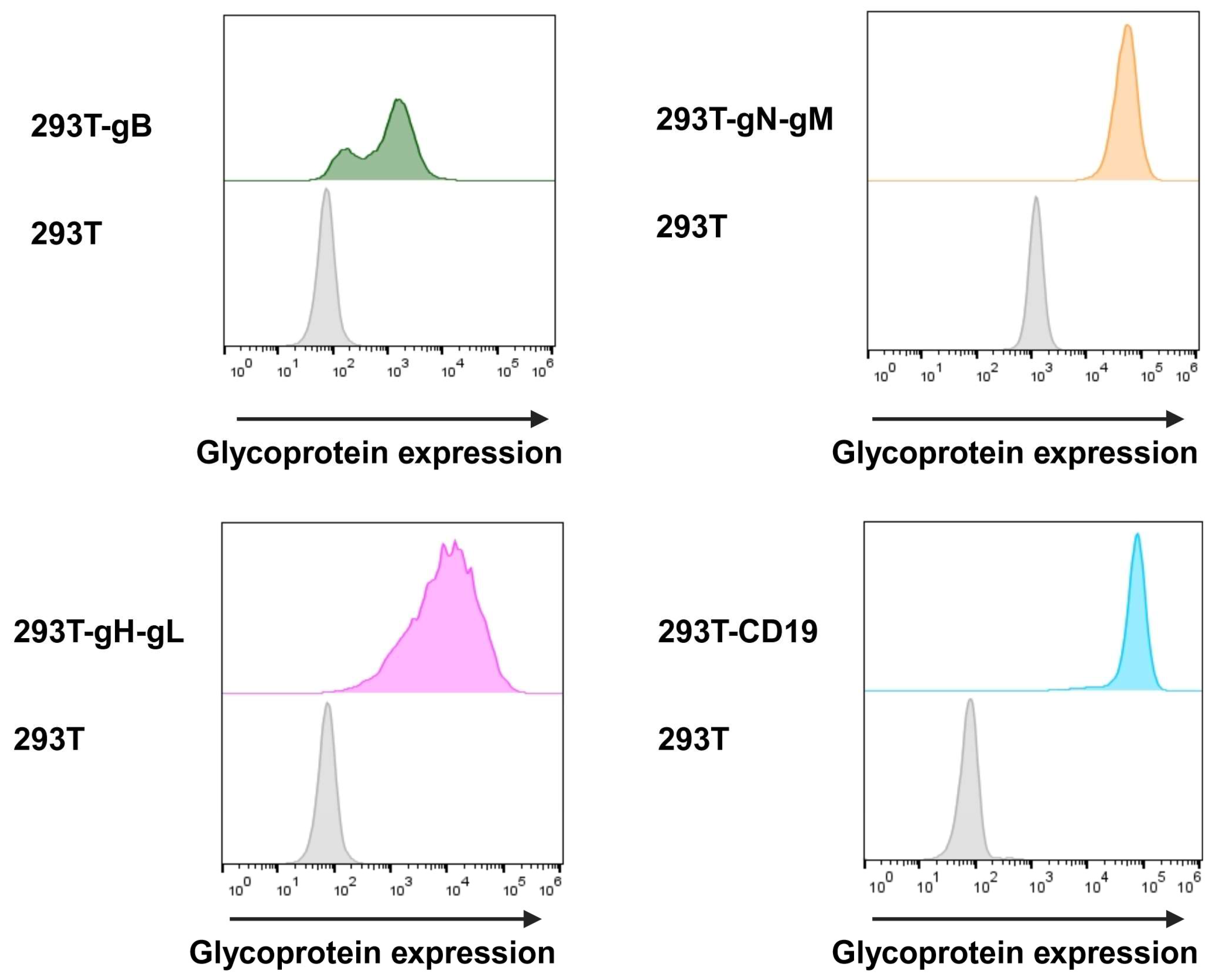 Viruses 16 00869 g005