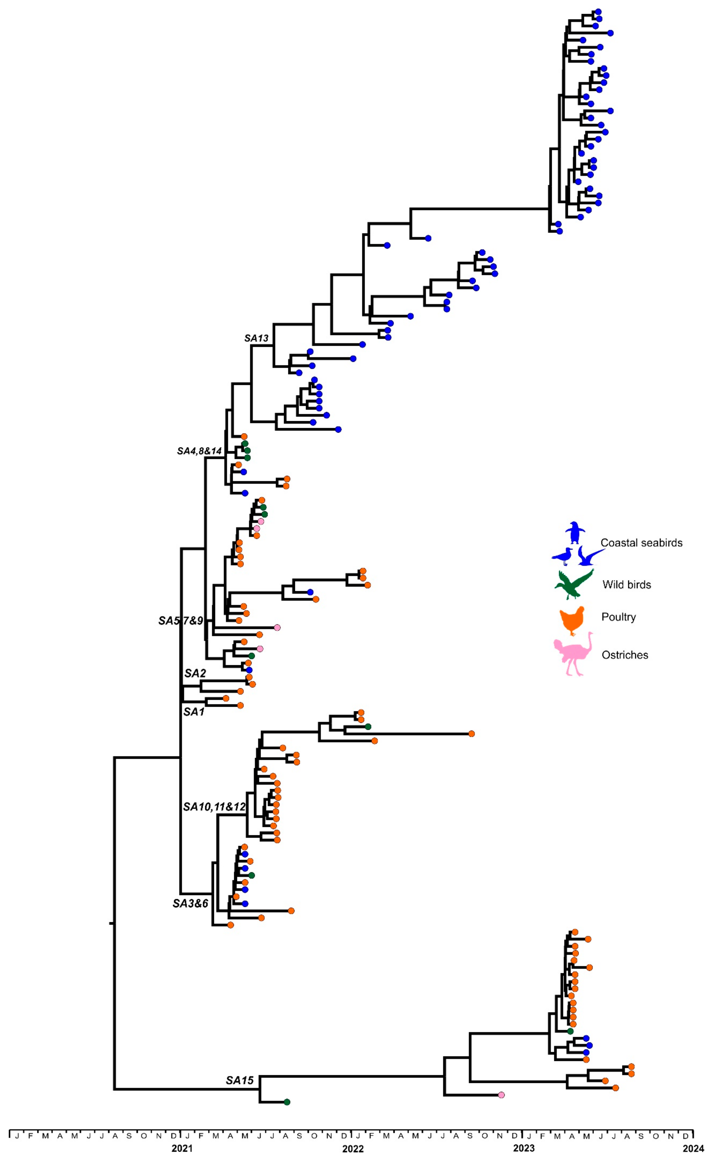 Viruses 16 00896 g001