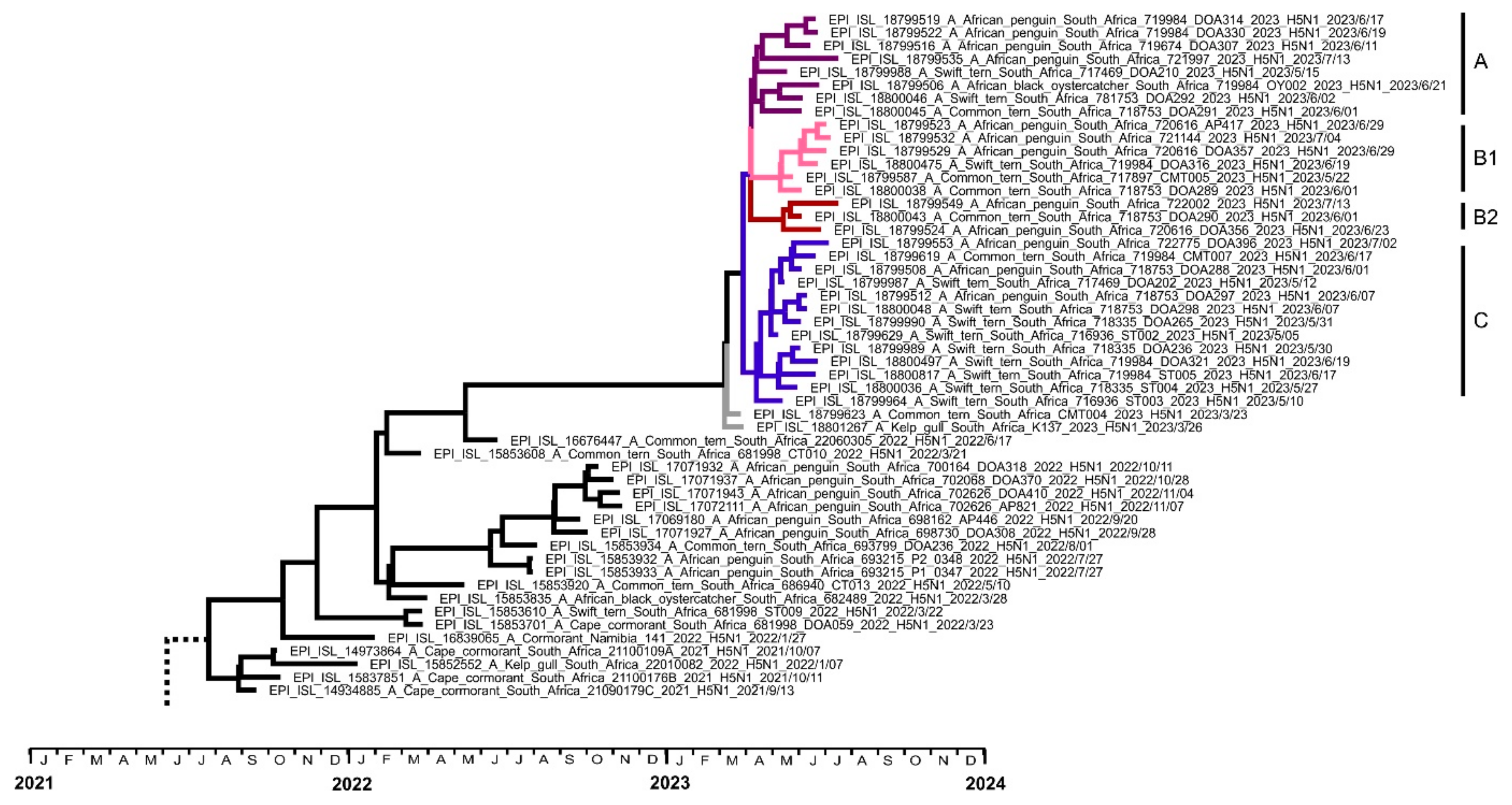 Viruses 16 00896 g002
