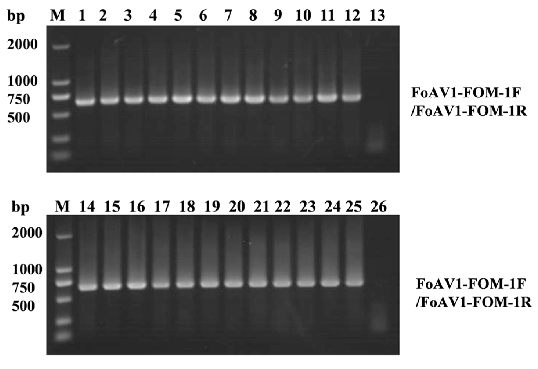 Viruses 16 00901 g005 Viruses 16 00901 g005
