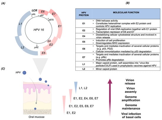 Viruses 16 00904 g001