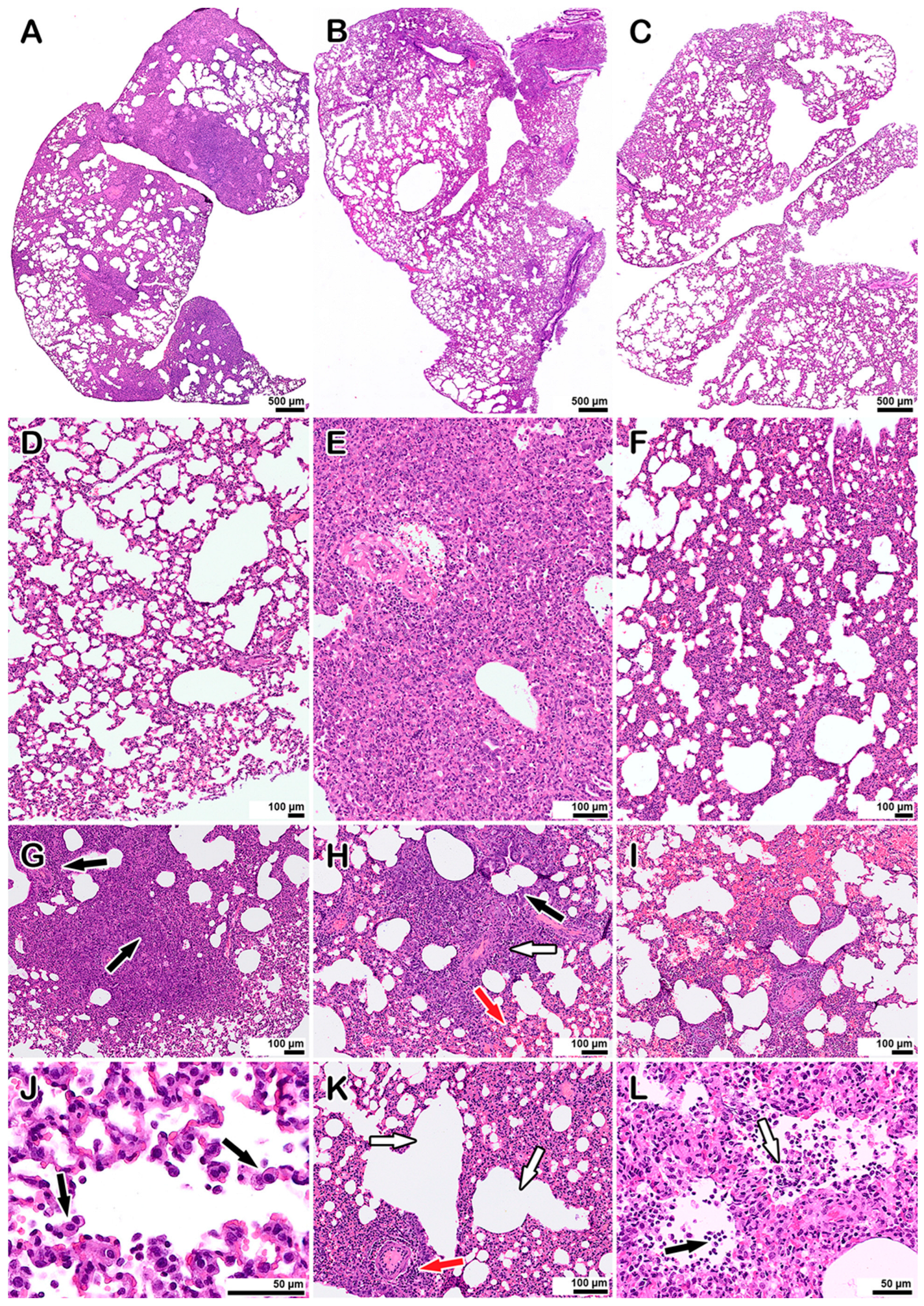 Viruses 16 00909 g003