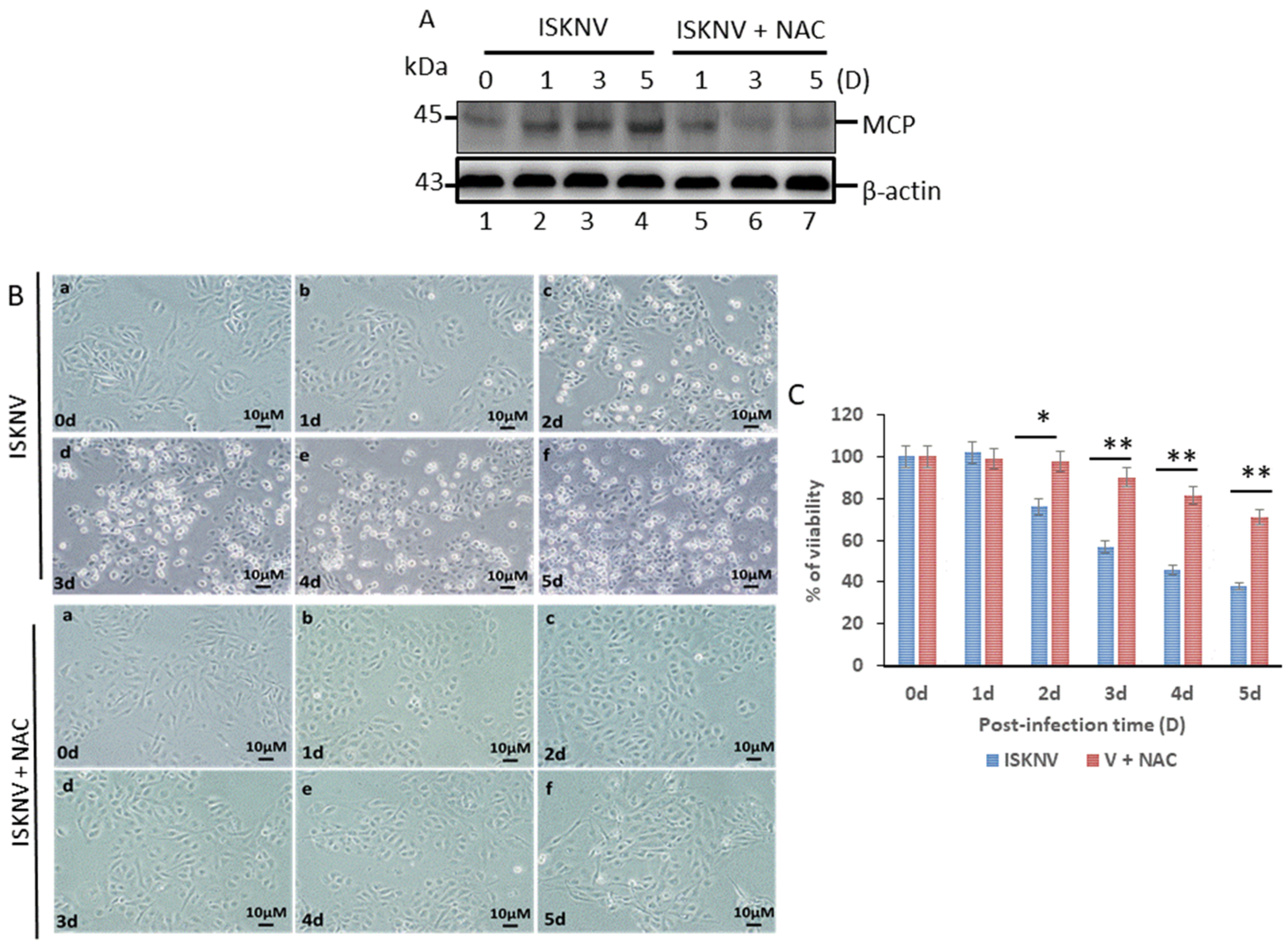 Viruses 16 00914 g001