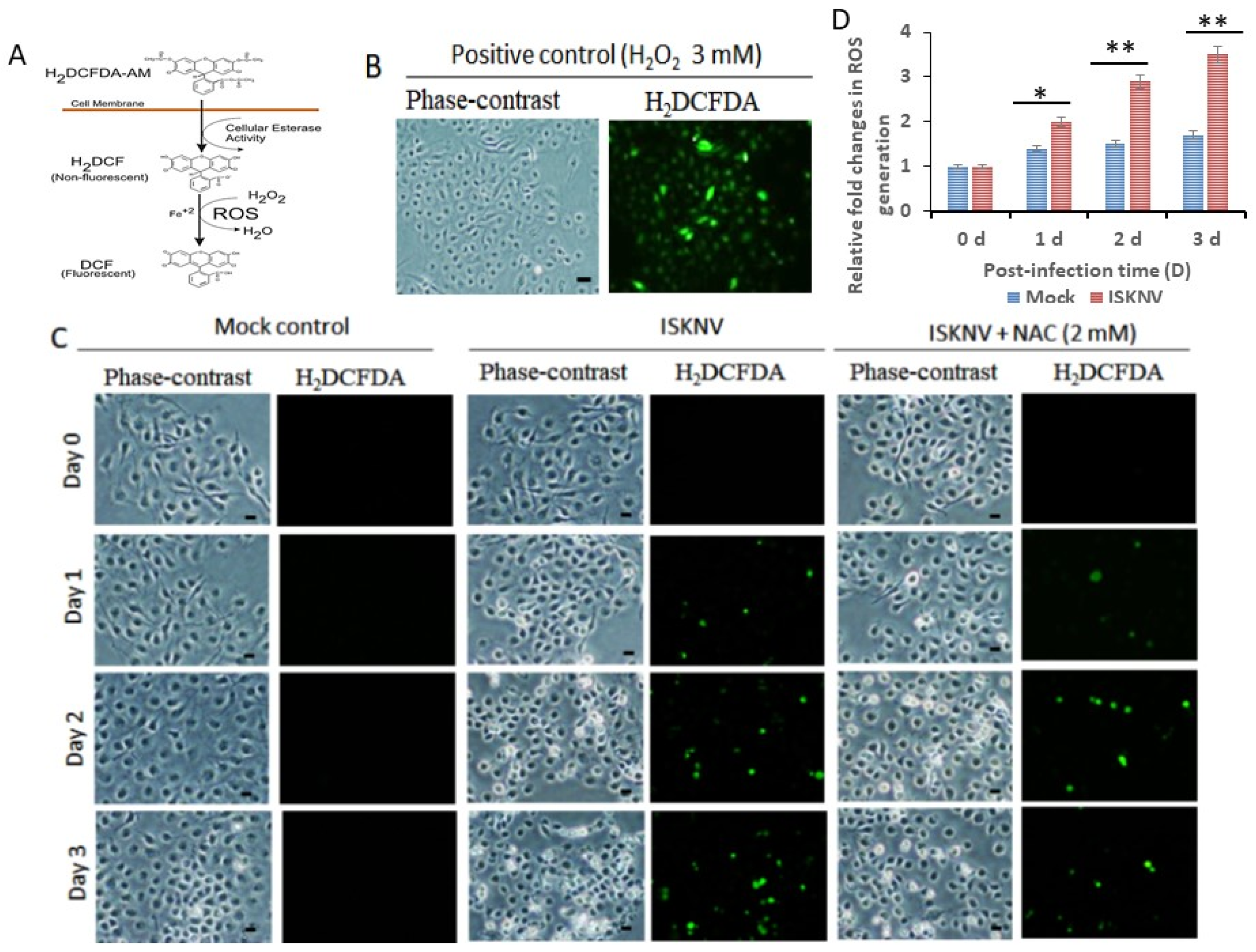 Viruses 16 00914 g002