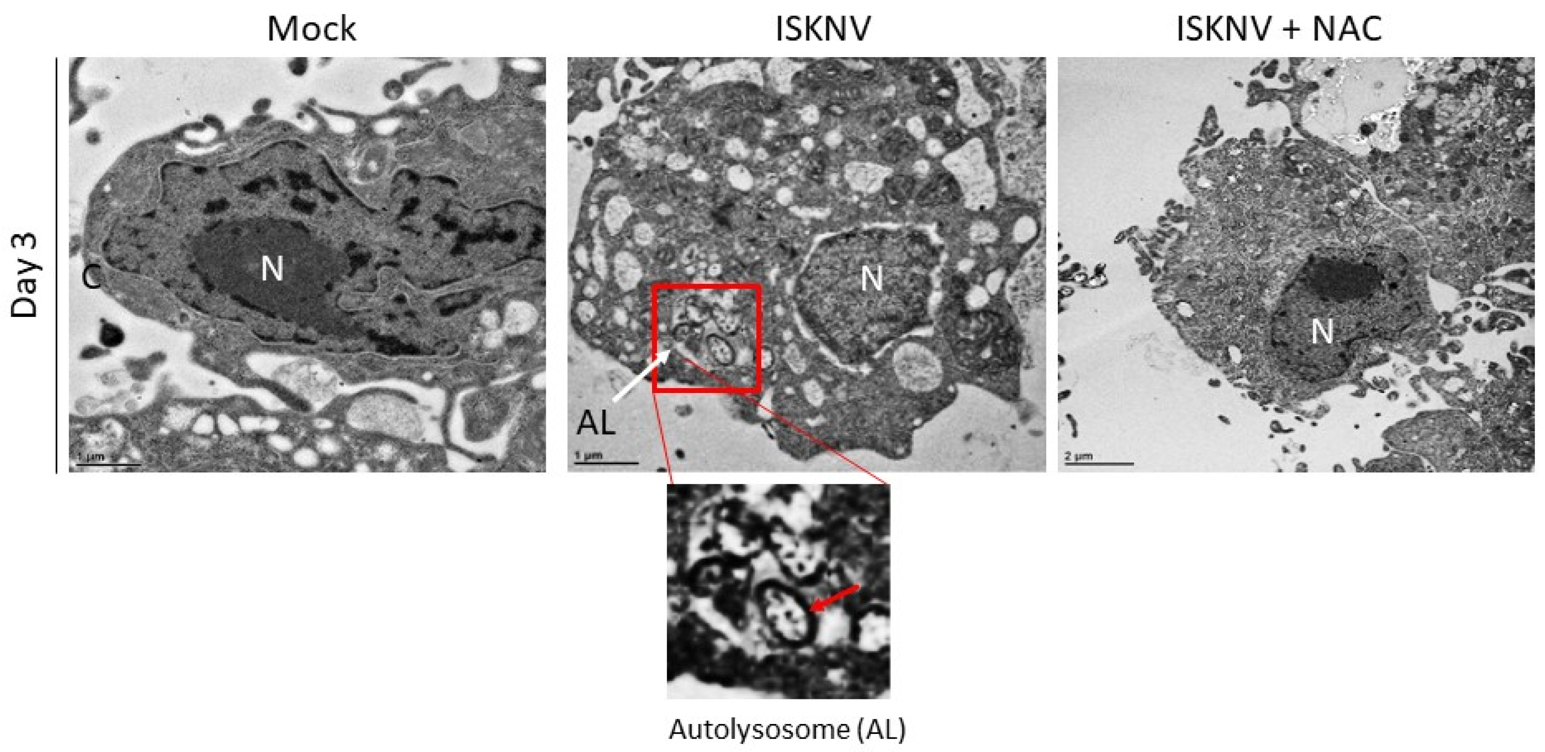 Viruses 16 00914 g006