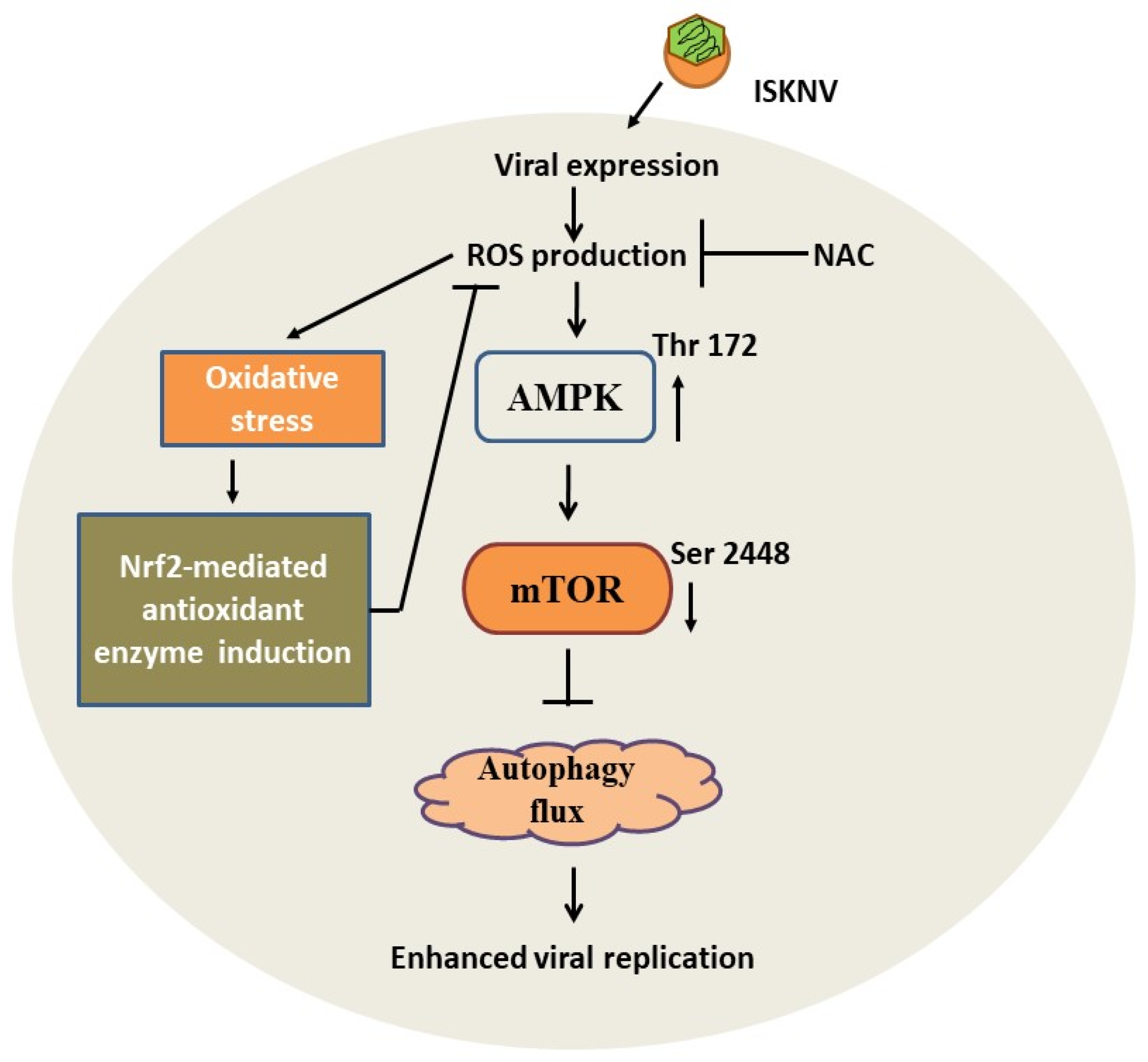 Viruses 16 00914 g008