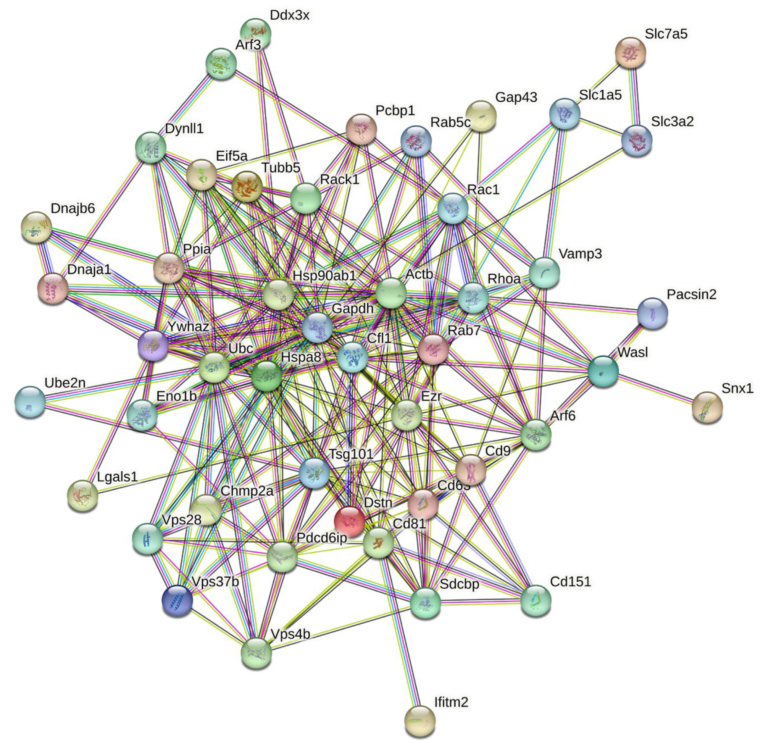 Viruses 16 00916 g002