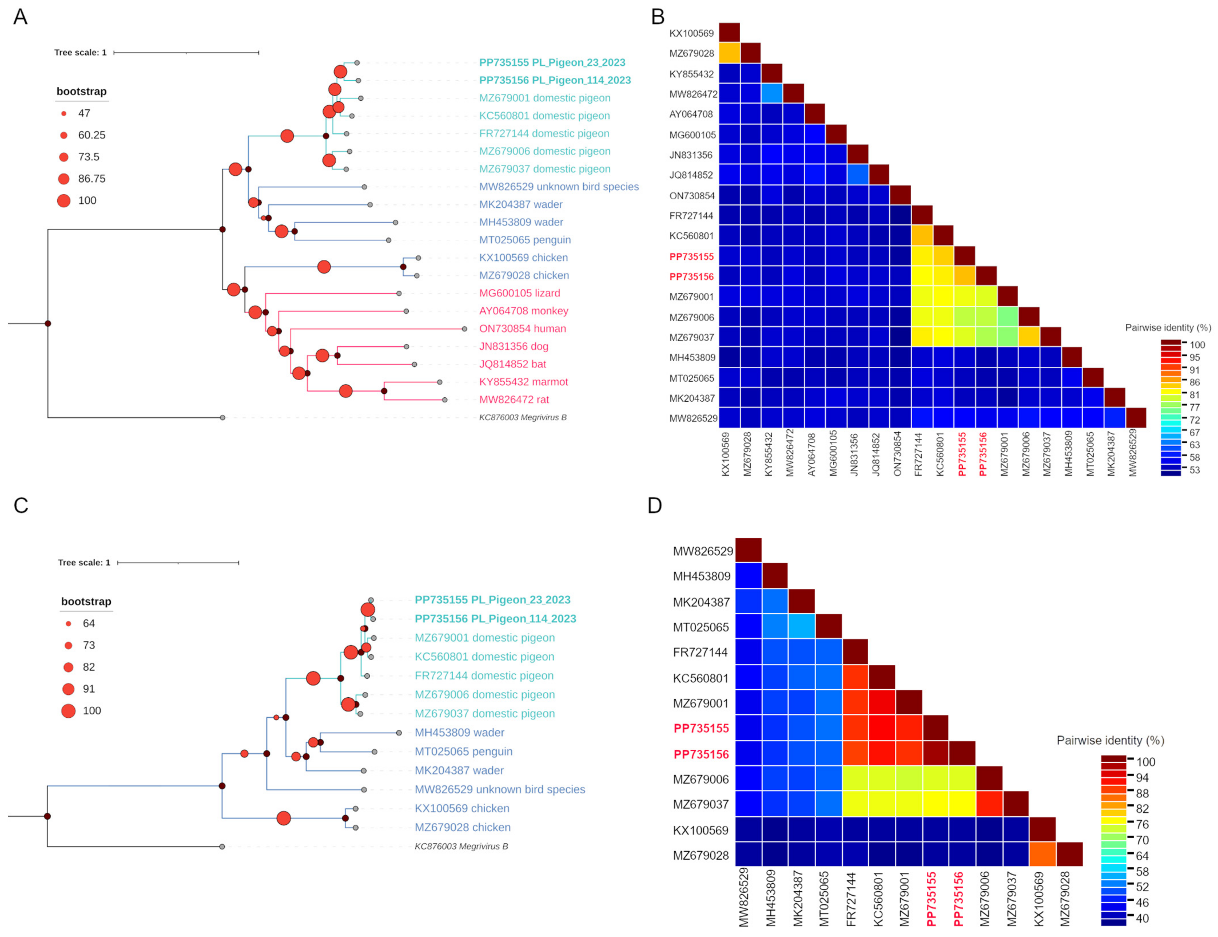 Viruses 16 00917 g004 Viruses 16 00917 g004