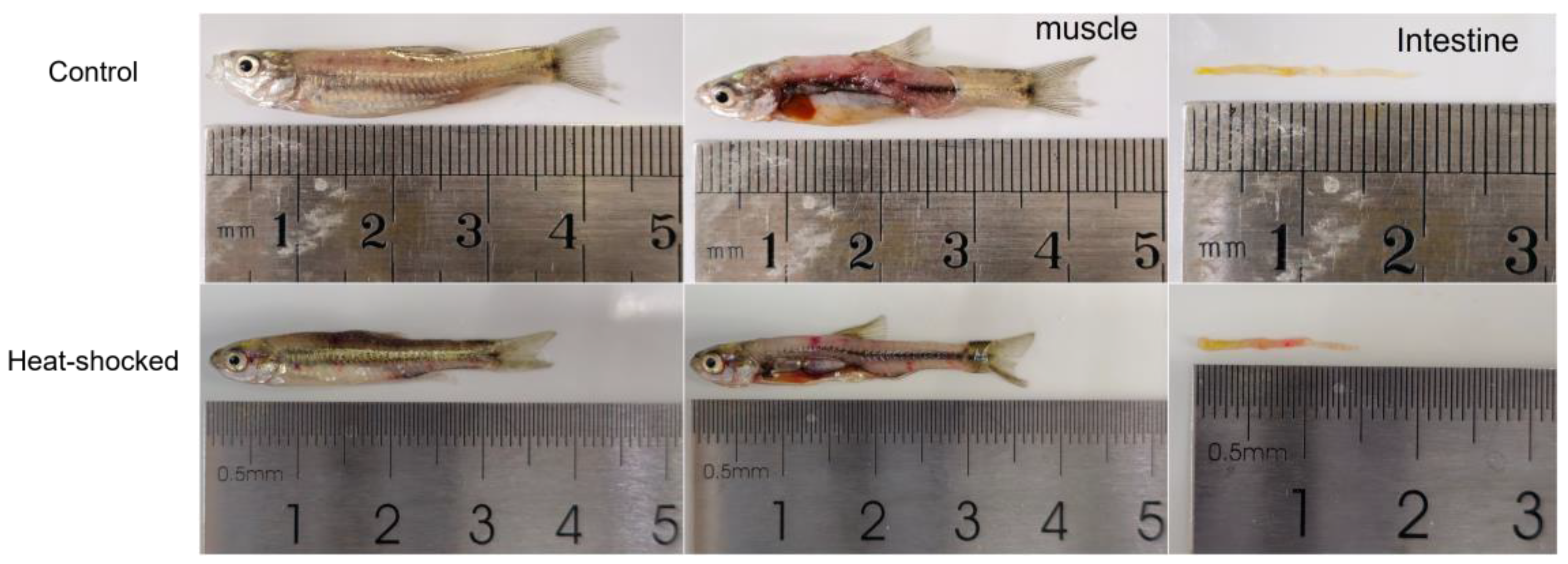 Viruses 16 00921 g003