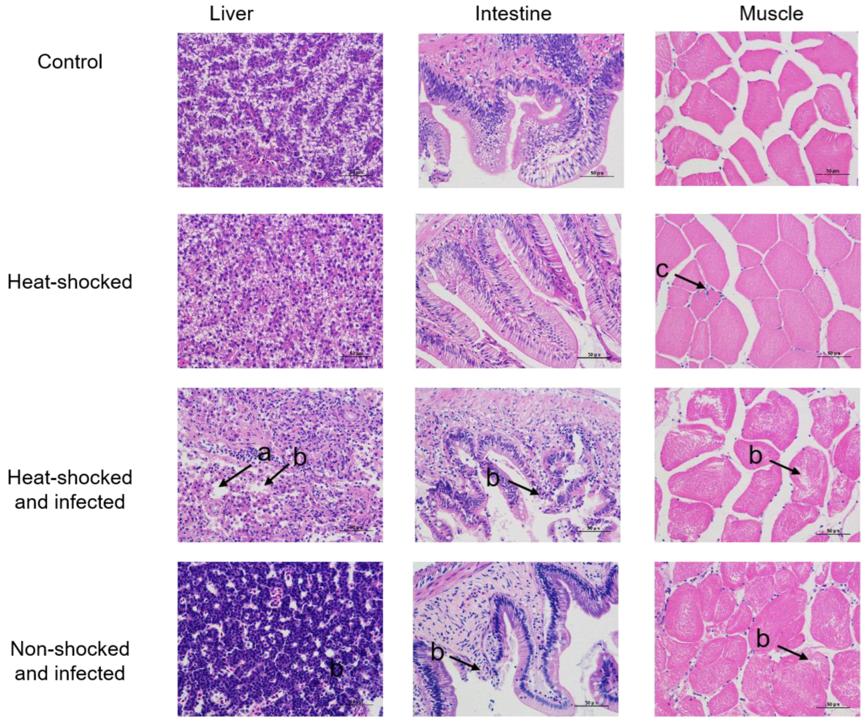 Viruses 16 00921 g006