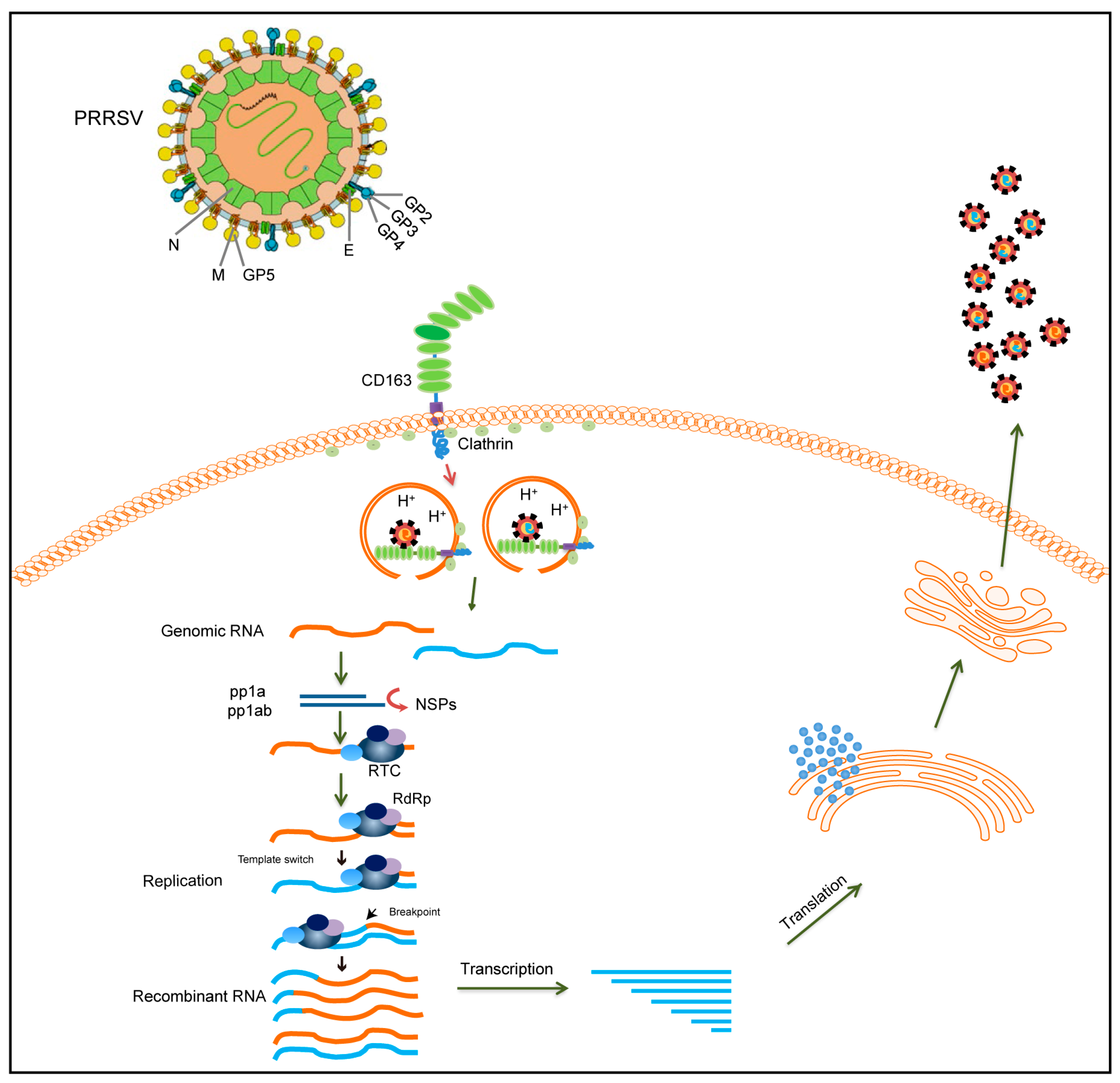 Viruses 16 00929 g002