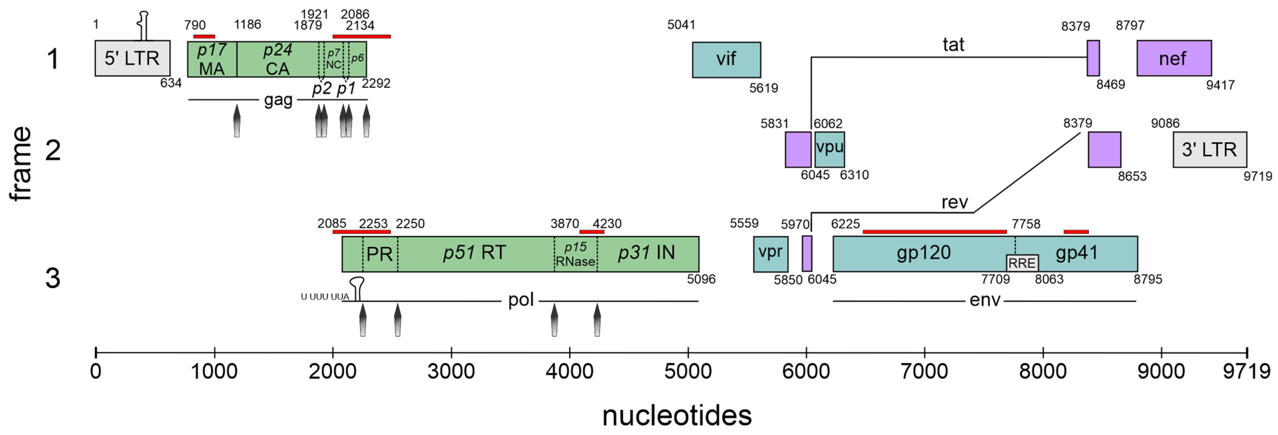Viruses 16 00938 g001