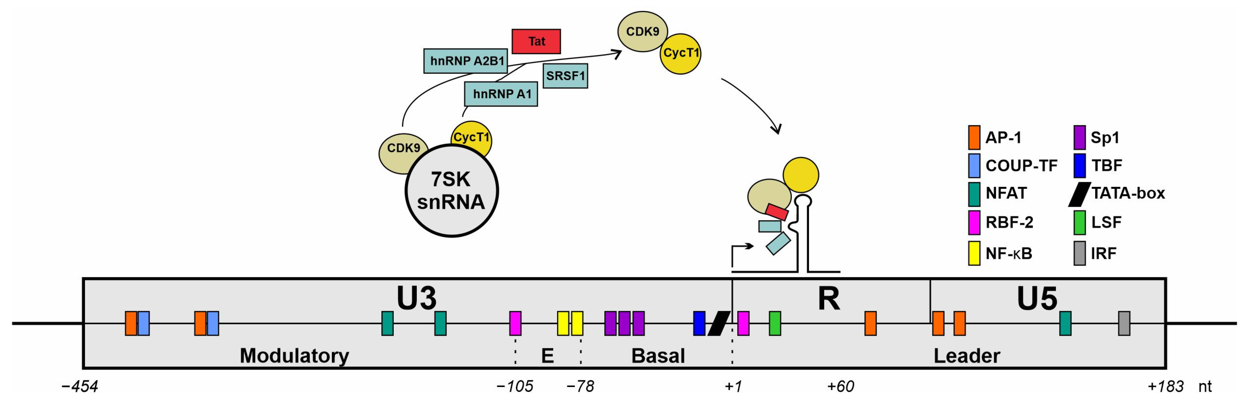 Viruses 16 00938 g005