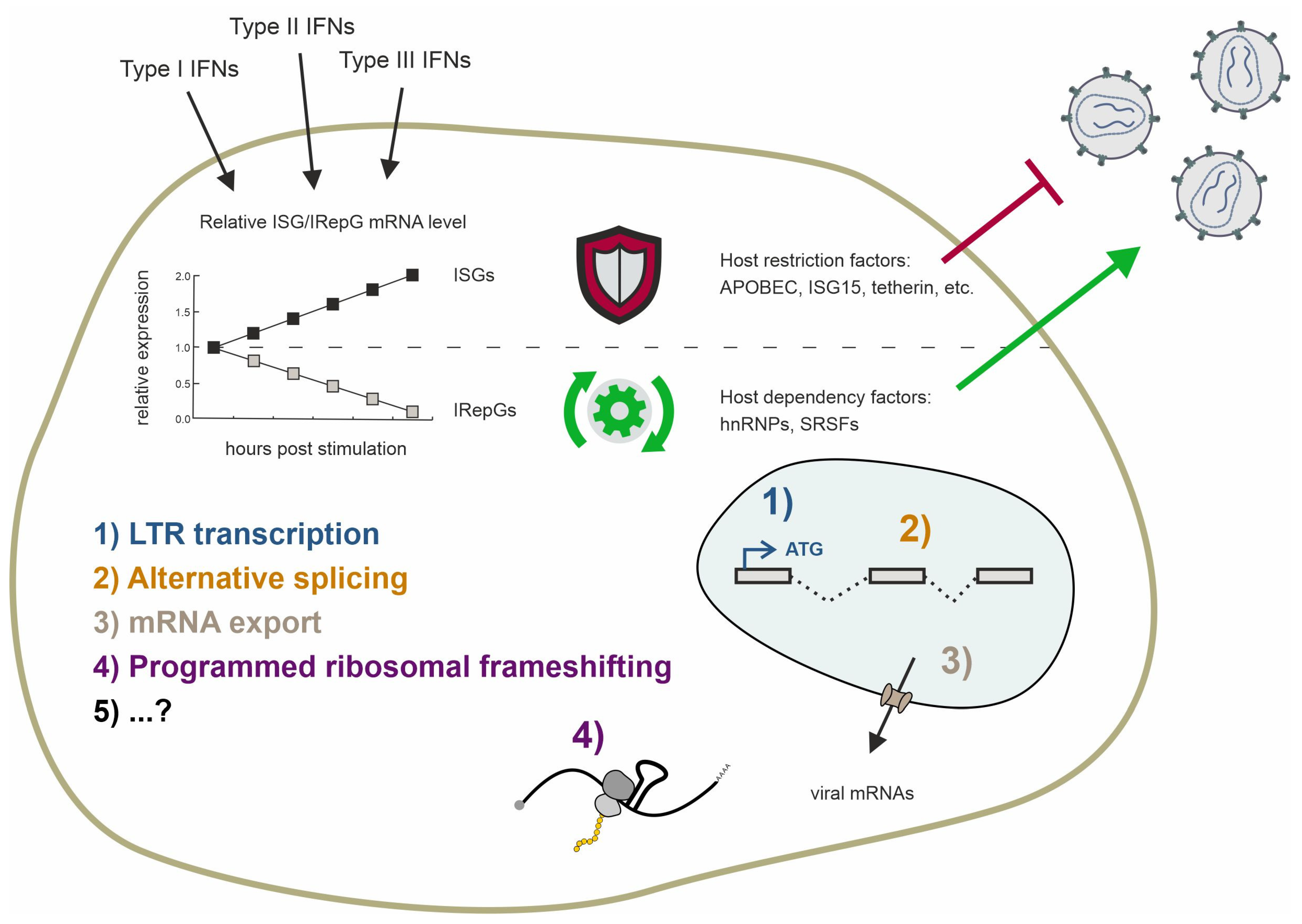 Viruses 16 00938 g008