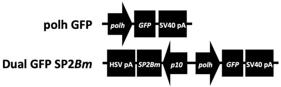 Viruses 16 00944 g001