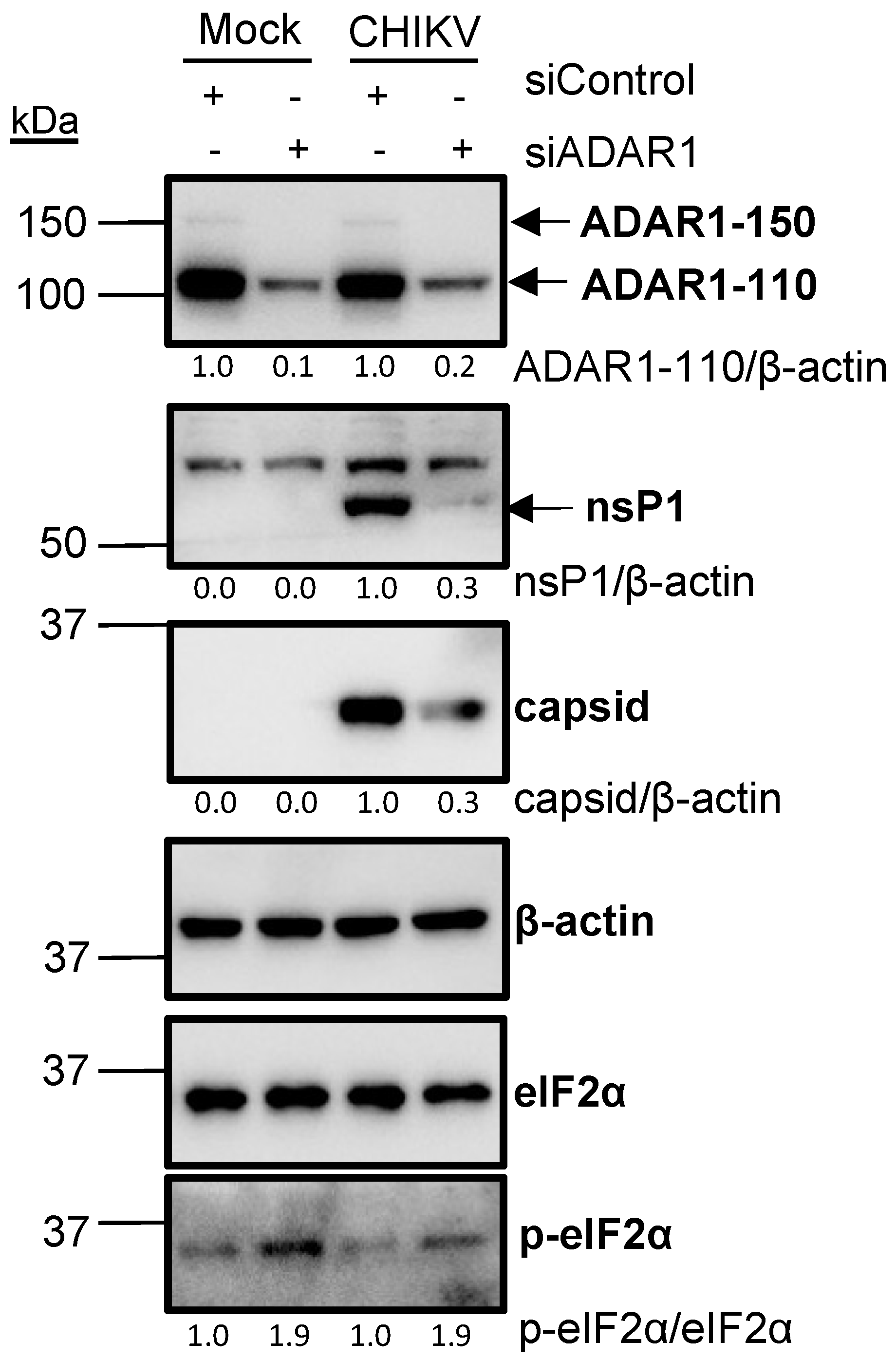Viruses 16 00945 g004
