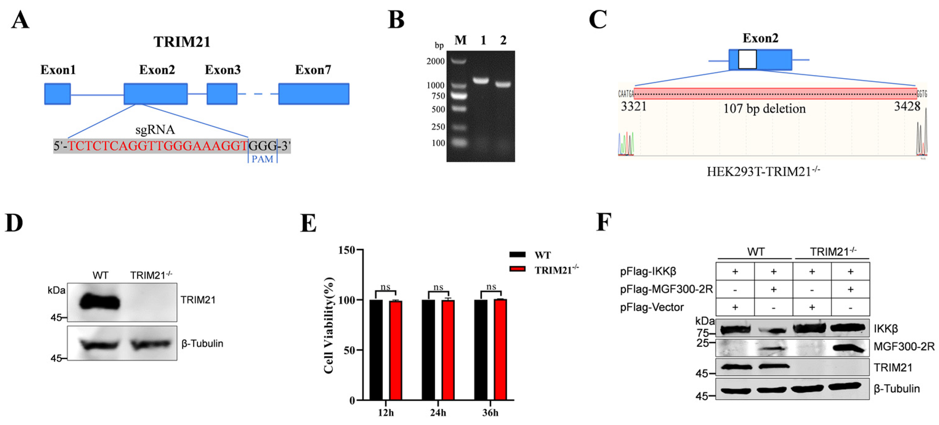 Viruses 16 00949 g004