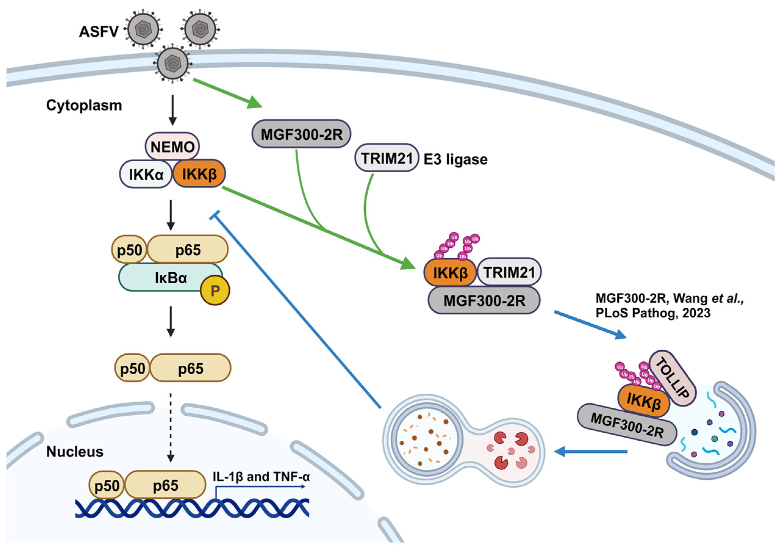 Viruses 16 00949 g005