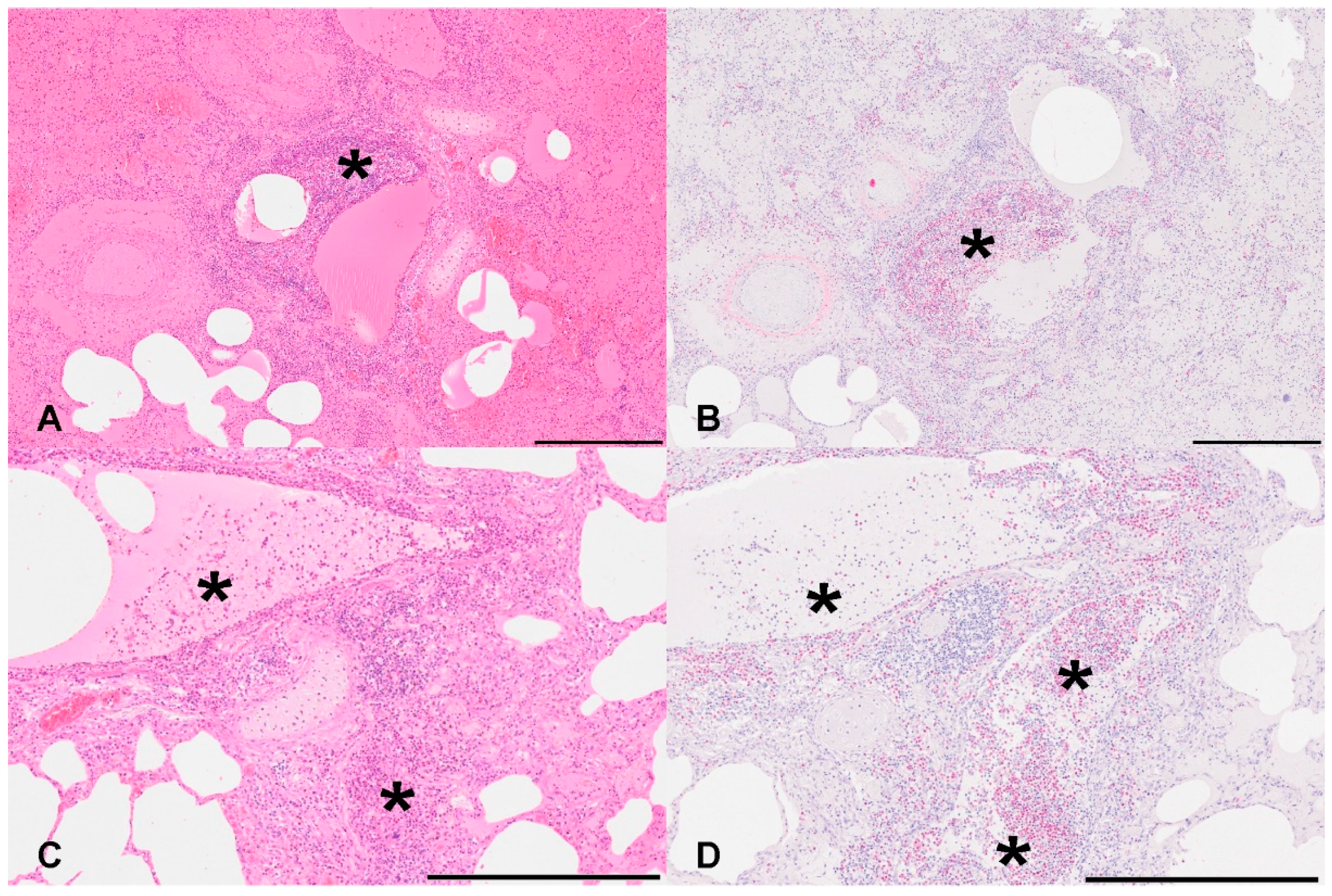 Viruses 16 00955 g001