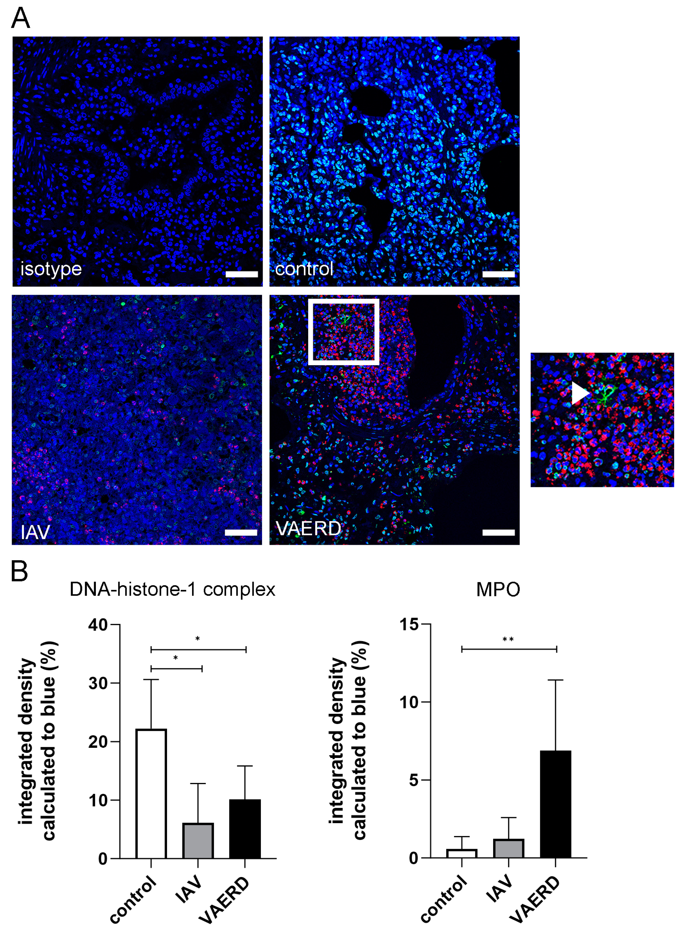 Viruses 16 00955 g002
