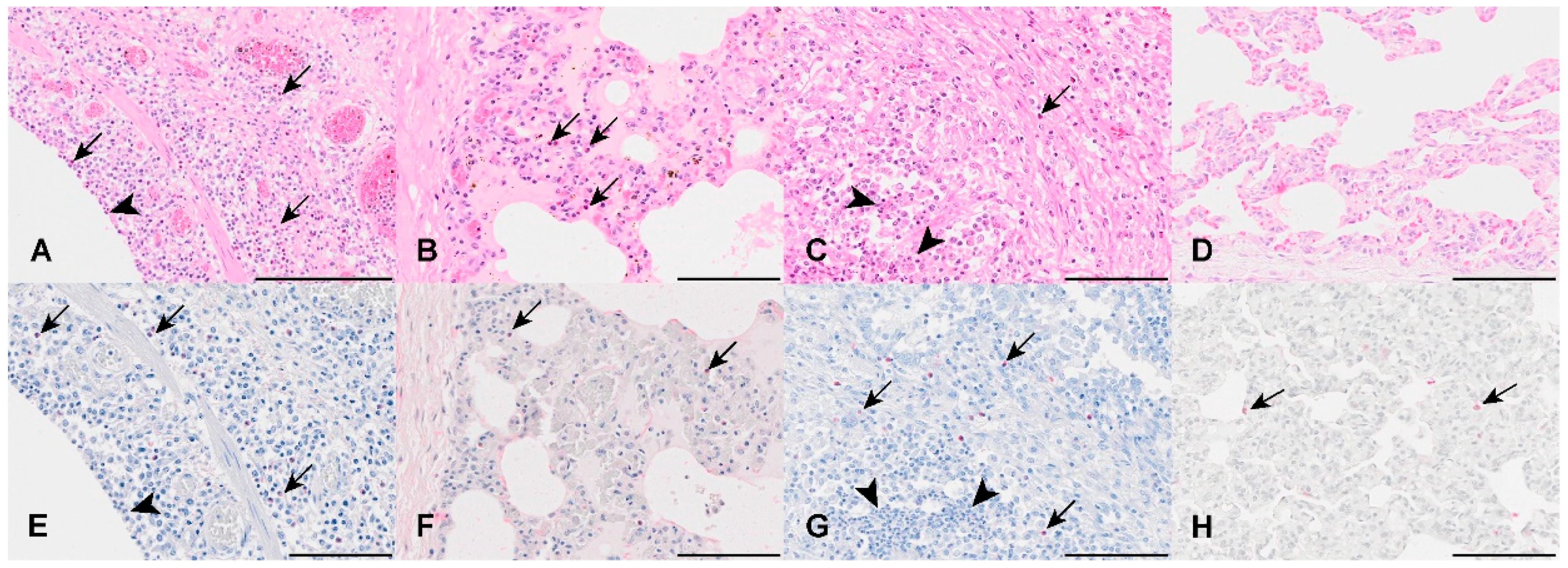 Viruses 16 00955 g003
