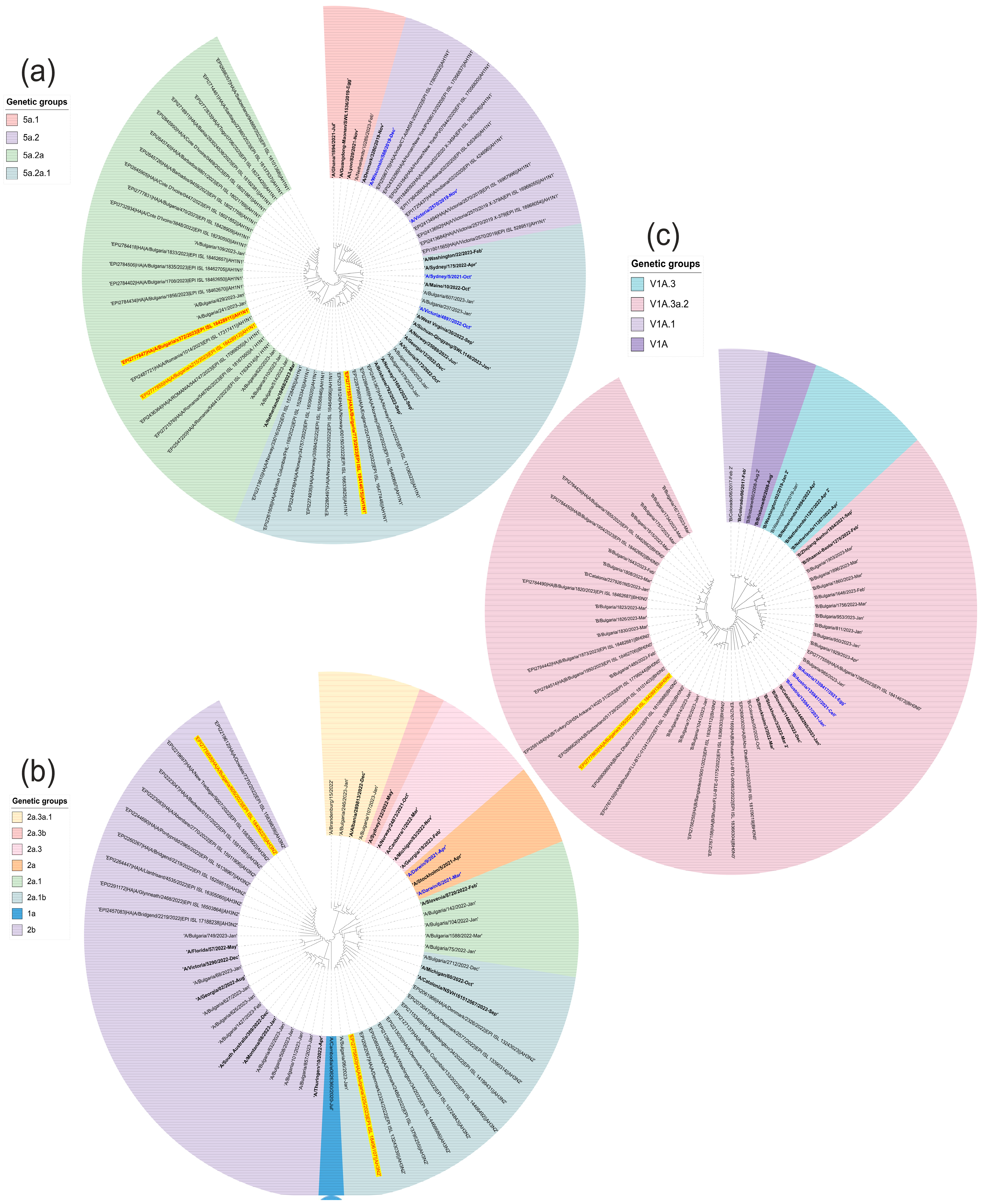 Viruses 16 00958 g003