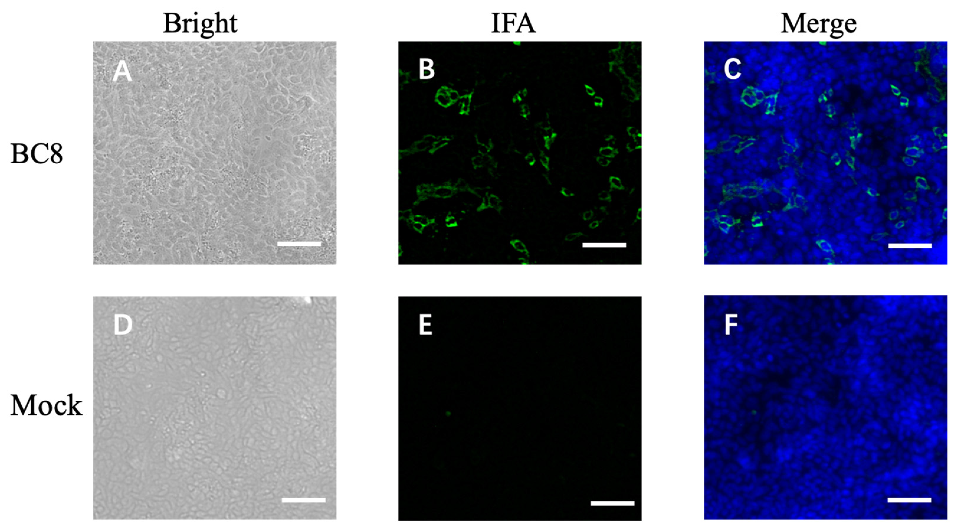 Viruses 16 00965 g001