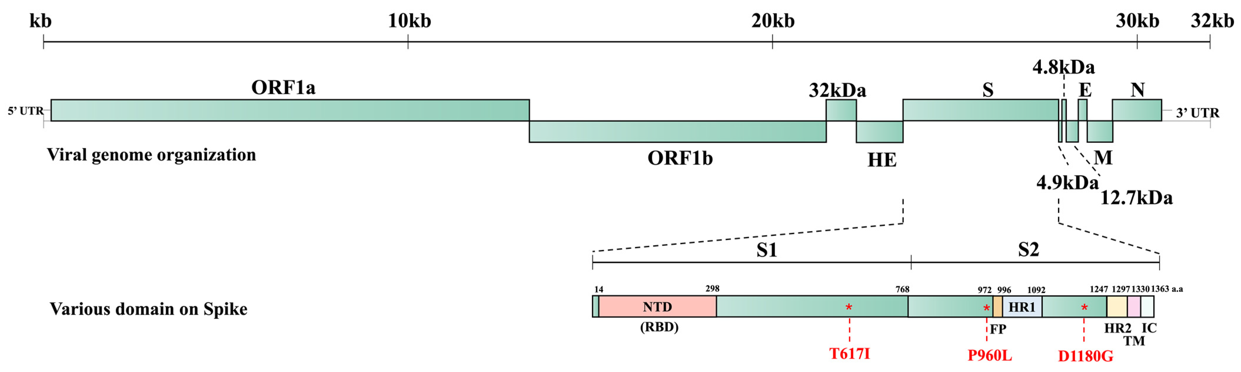 Viruses 16 00965 g005