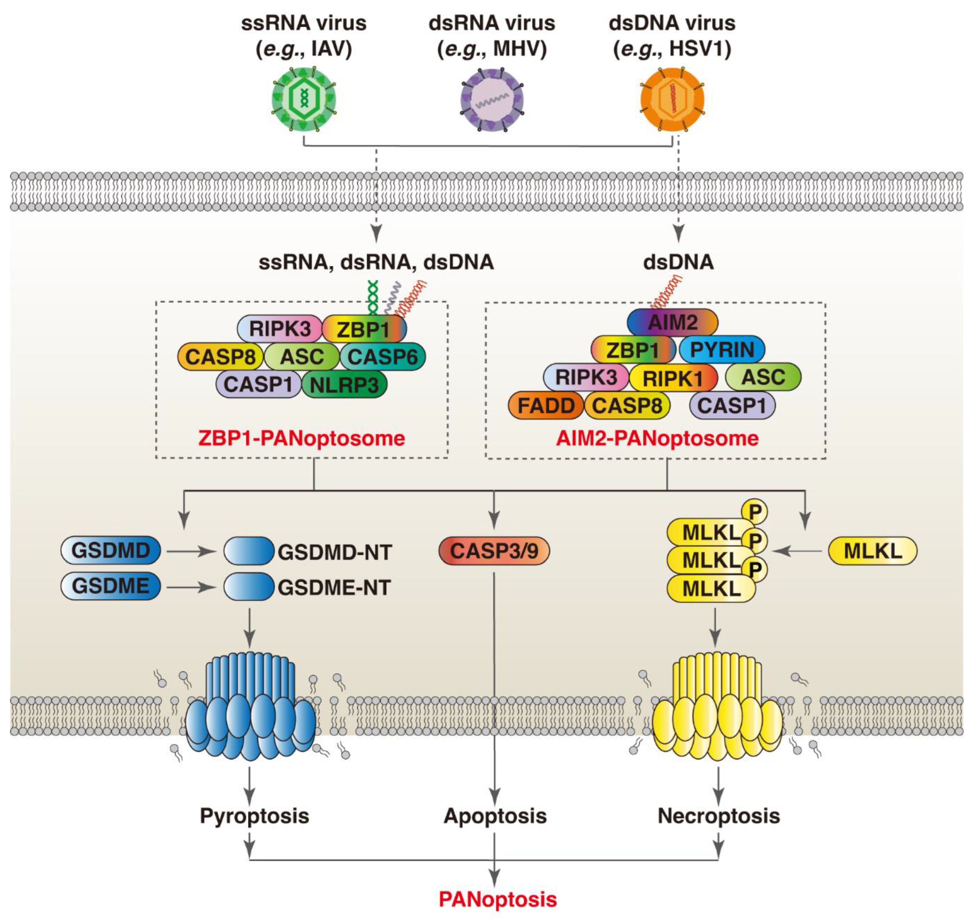 Viruses 16 00966 g001