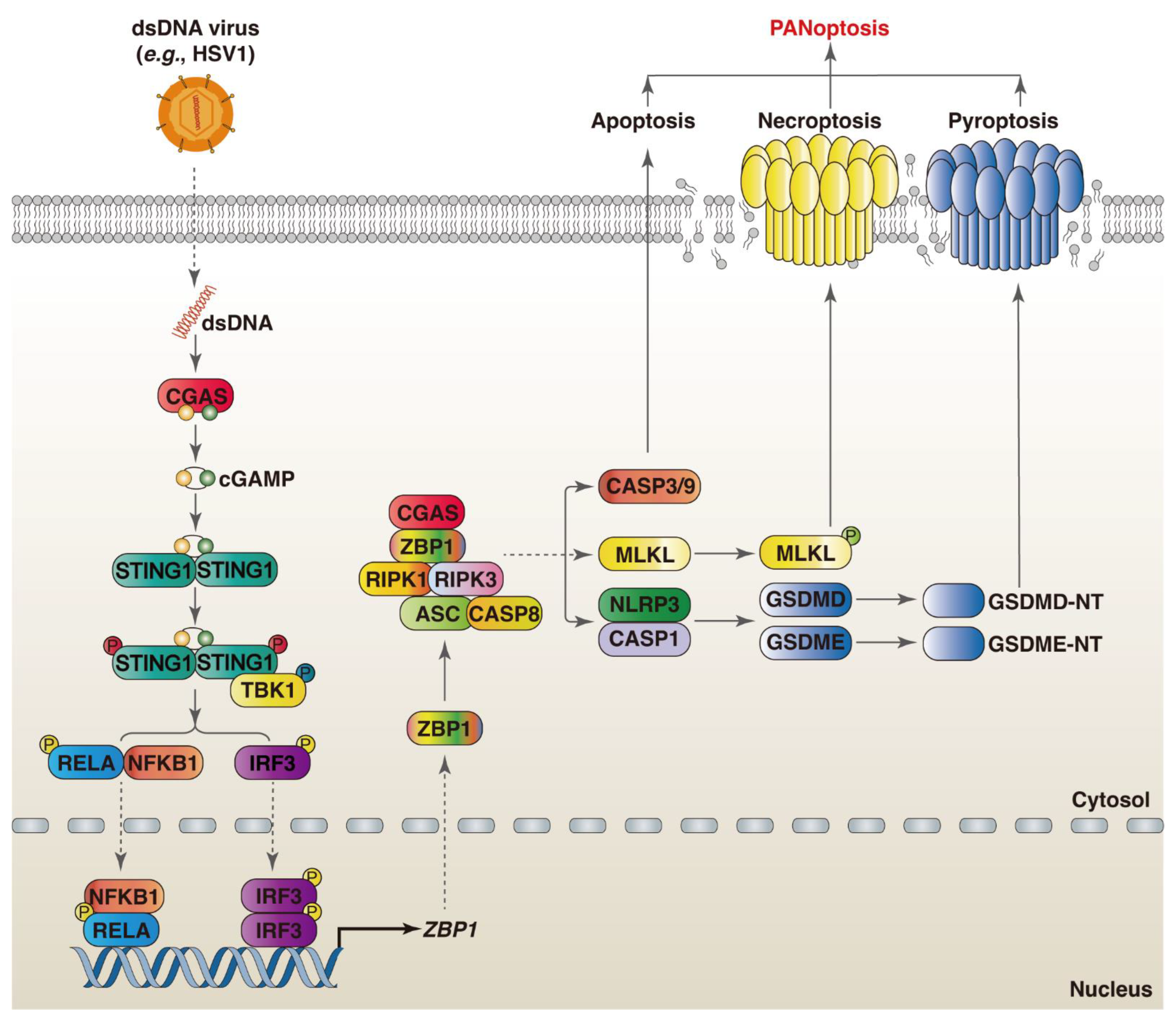 Viruses 16 00966 g002