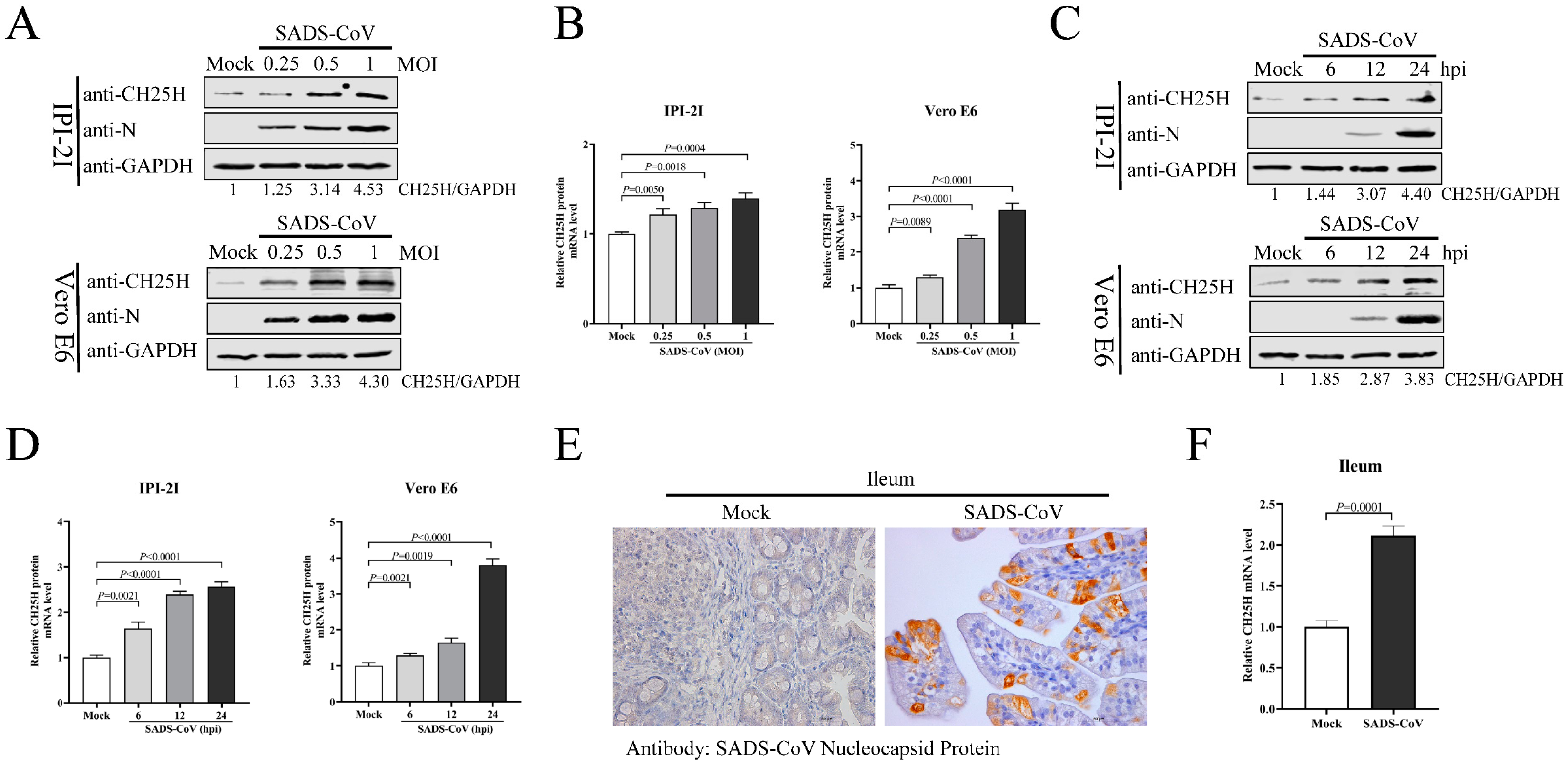Viruses 16 00976 g001